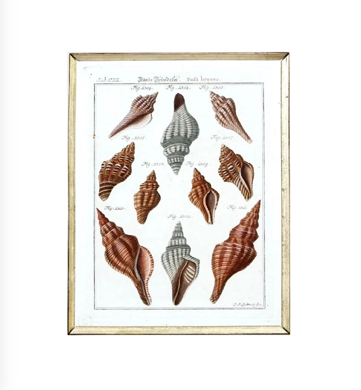 18th Century German Engravings of Seashells by J. S. Leitner