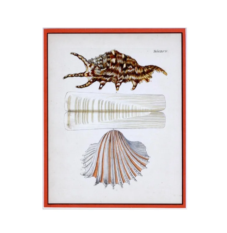 18th Century German Engravings of Seashells Published by Georg Wolfgang Knorr