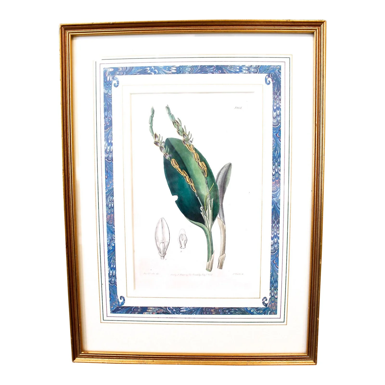 Botanical Engraving