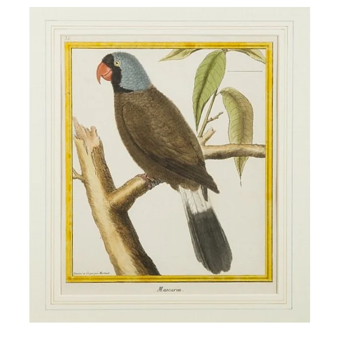 “Mascarin,” Parrot Copper Plate Engraving by François Martinet