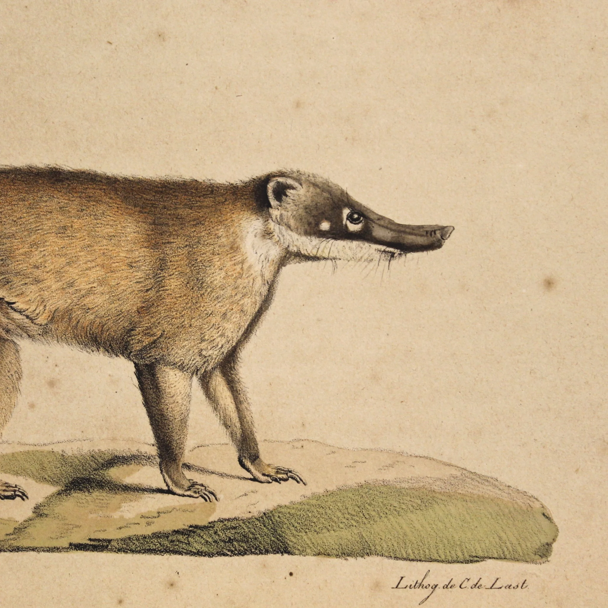 “Coati Rouge, Mâle” Framed Antique French Print