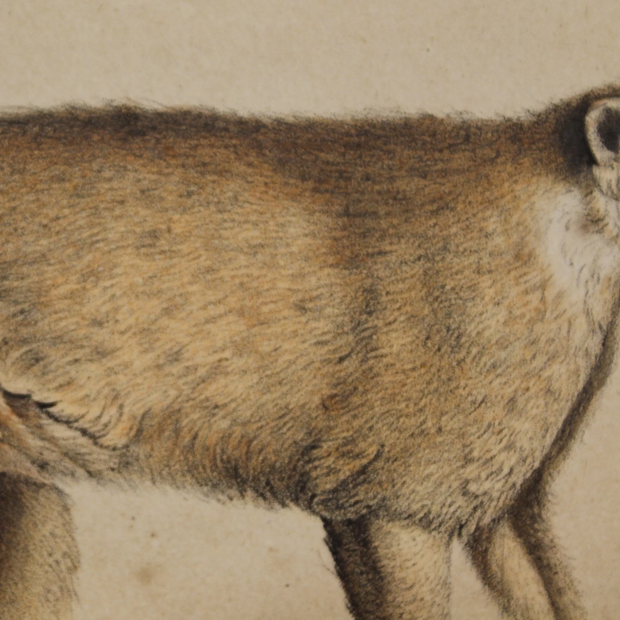 “Coati Rouge, Mâle” Framed Antique French Print