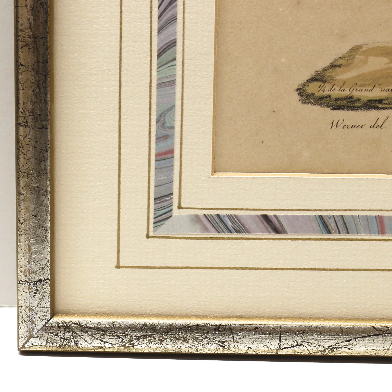 “Coati Rouge, Mâle” Framed Antique French Print