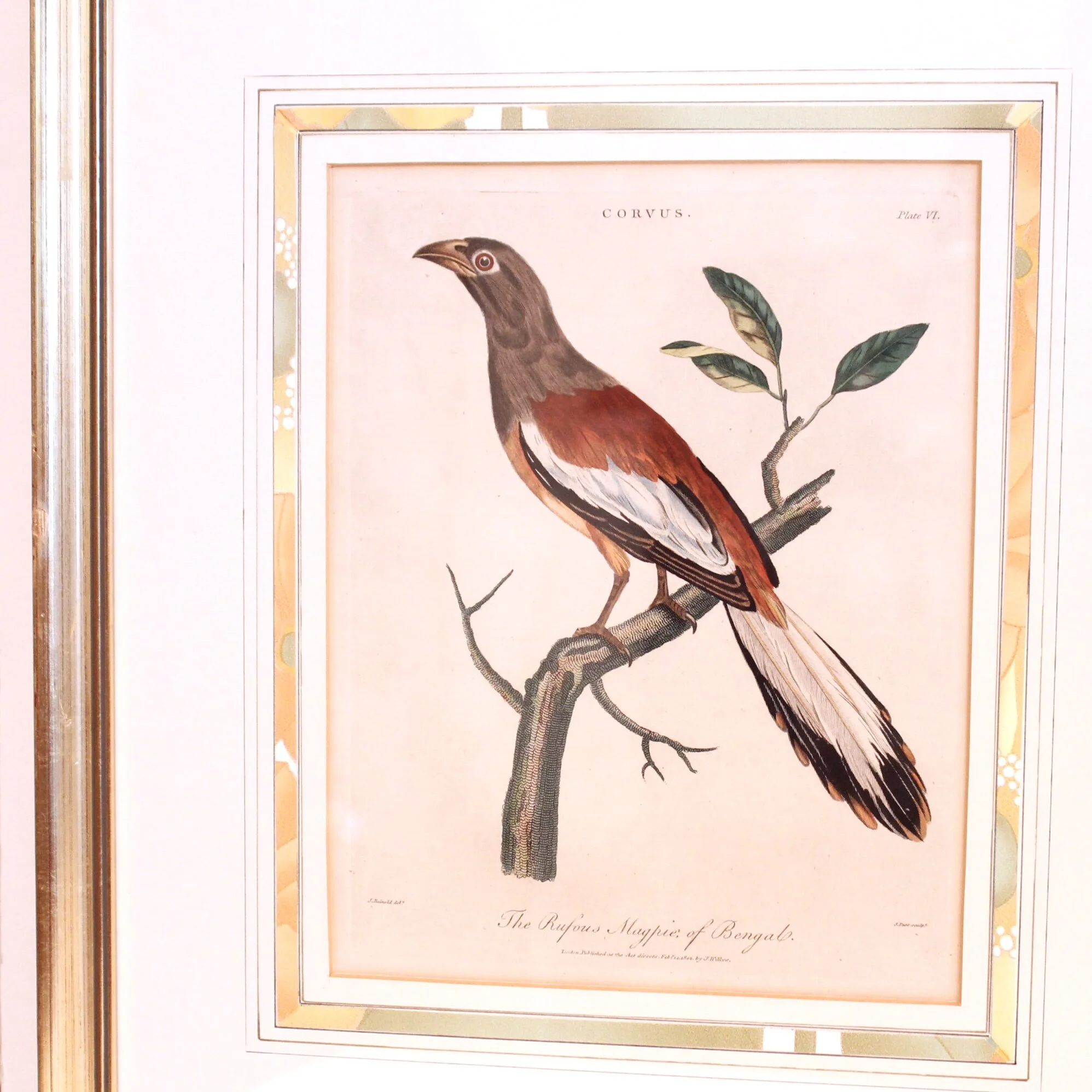 Antique Bird Engravings, “Corvus,” (Crows) dated 1802, John Wilkes