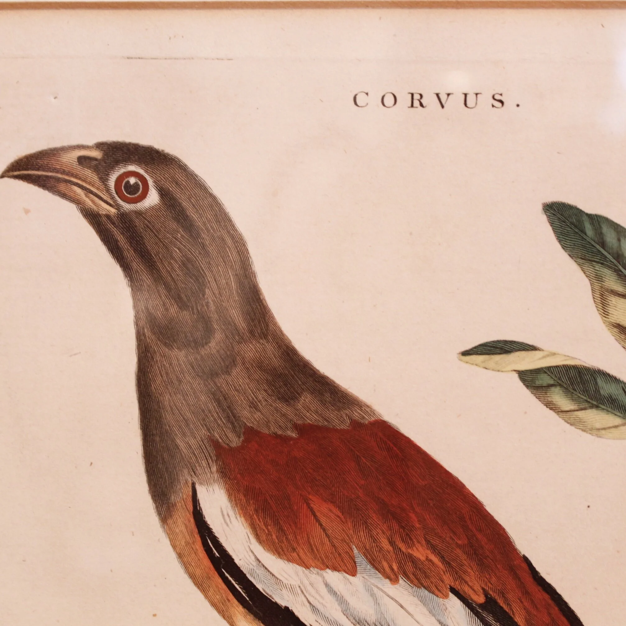Antique Bird Engravings, “Corvus,” (Crows) dated 1802, John Wilkes