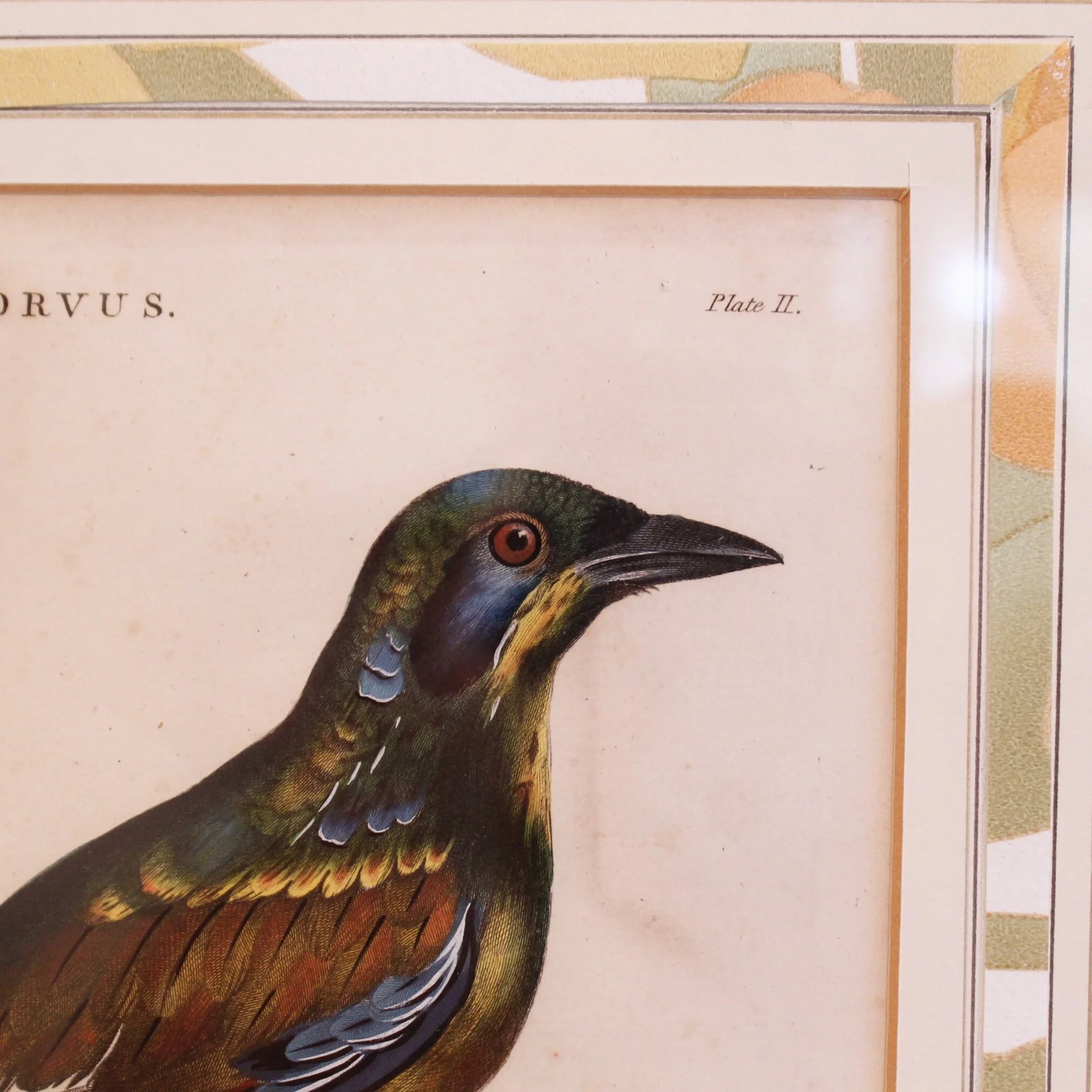 Antique Bird Engravings, “Corvus,” (Crows) dated 1802, John Wilkes