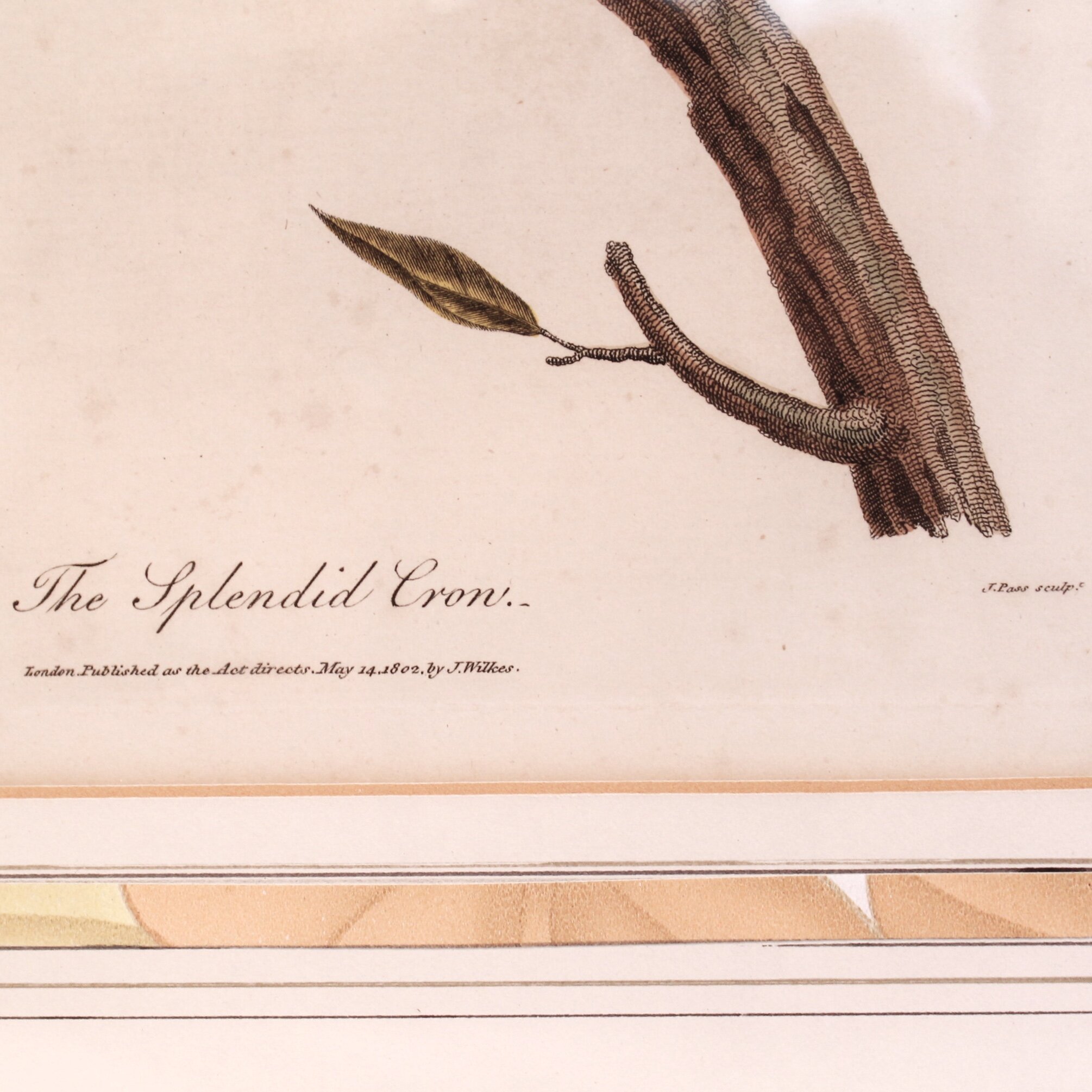 Antique Bird Engravings, “Corvus,” (Crows) dated 1802, John Wilkes