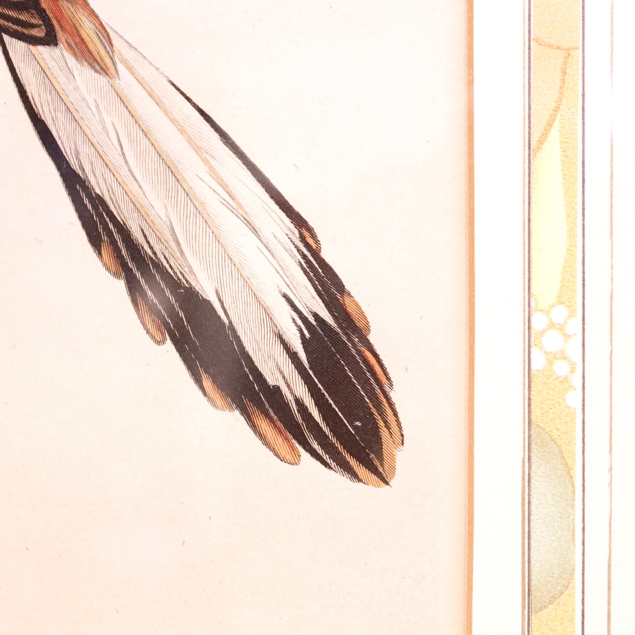 Antique Bird Engravings, “Corvus,” (Crows) dated 1802, John Wilkes