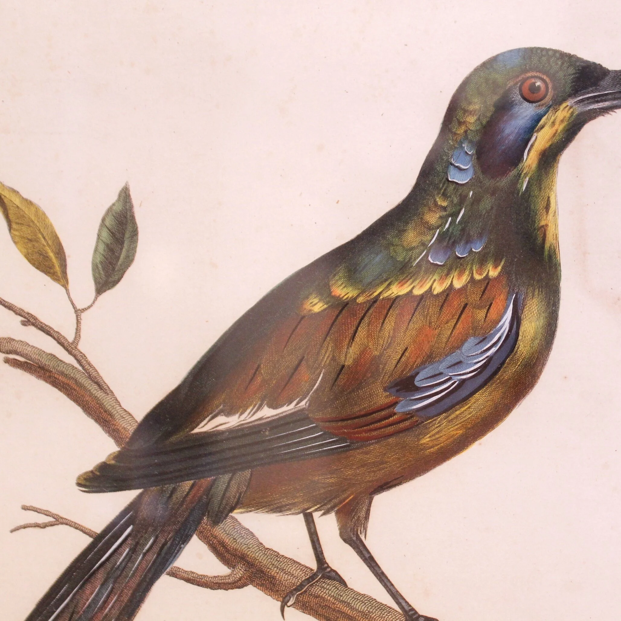 Antique Bird Engravings, “Corvus,” (Crows) dated 1802, John Wilkes