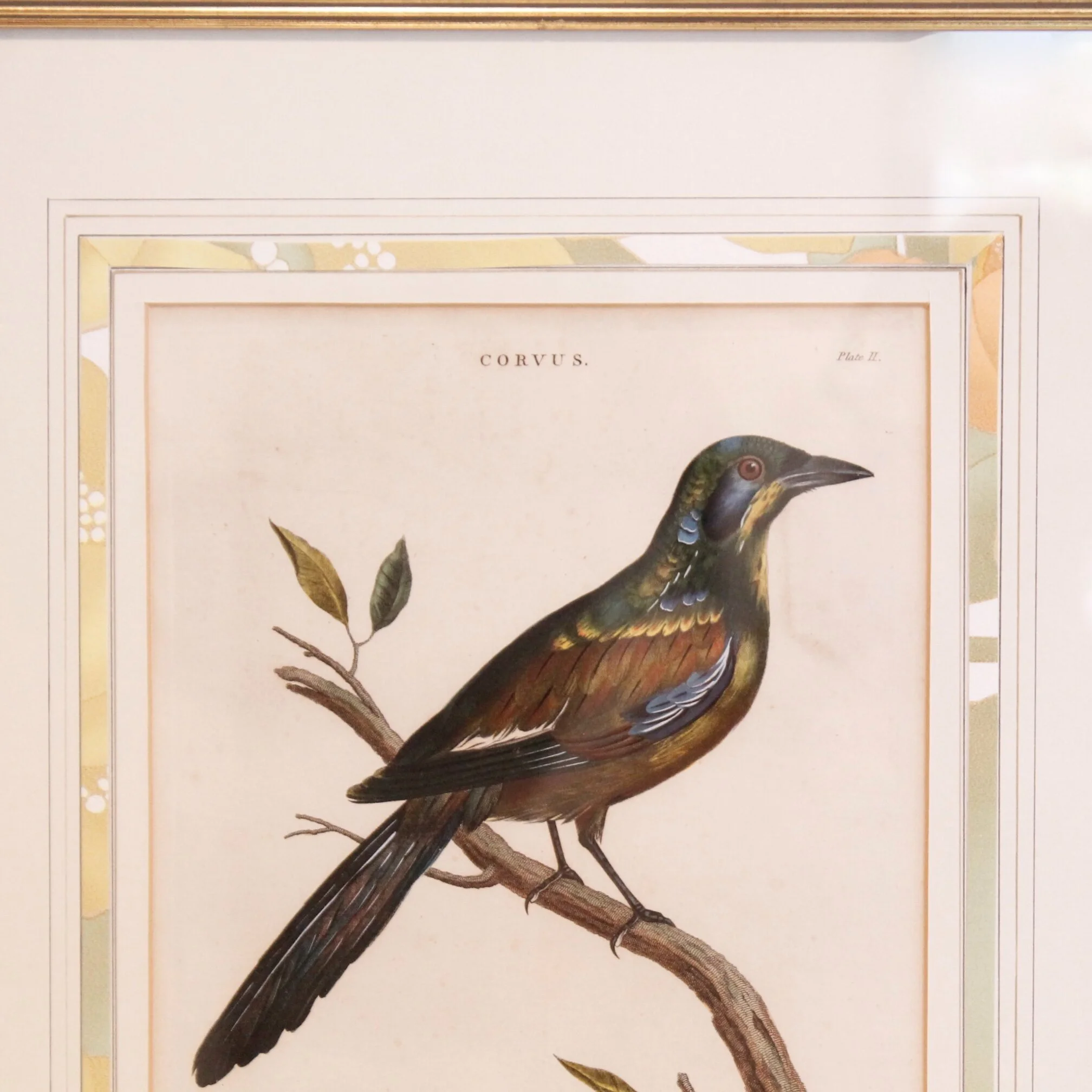 Antique Bird Engravings, “Corvus,” (Crows) dated 1802, John Wilkes