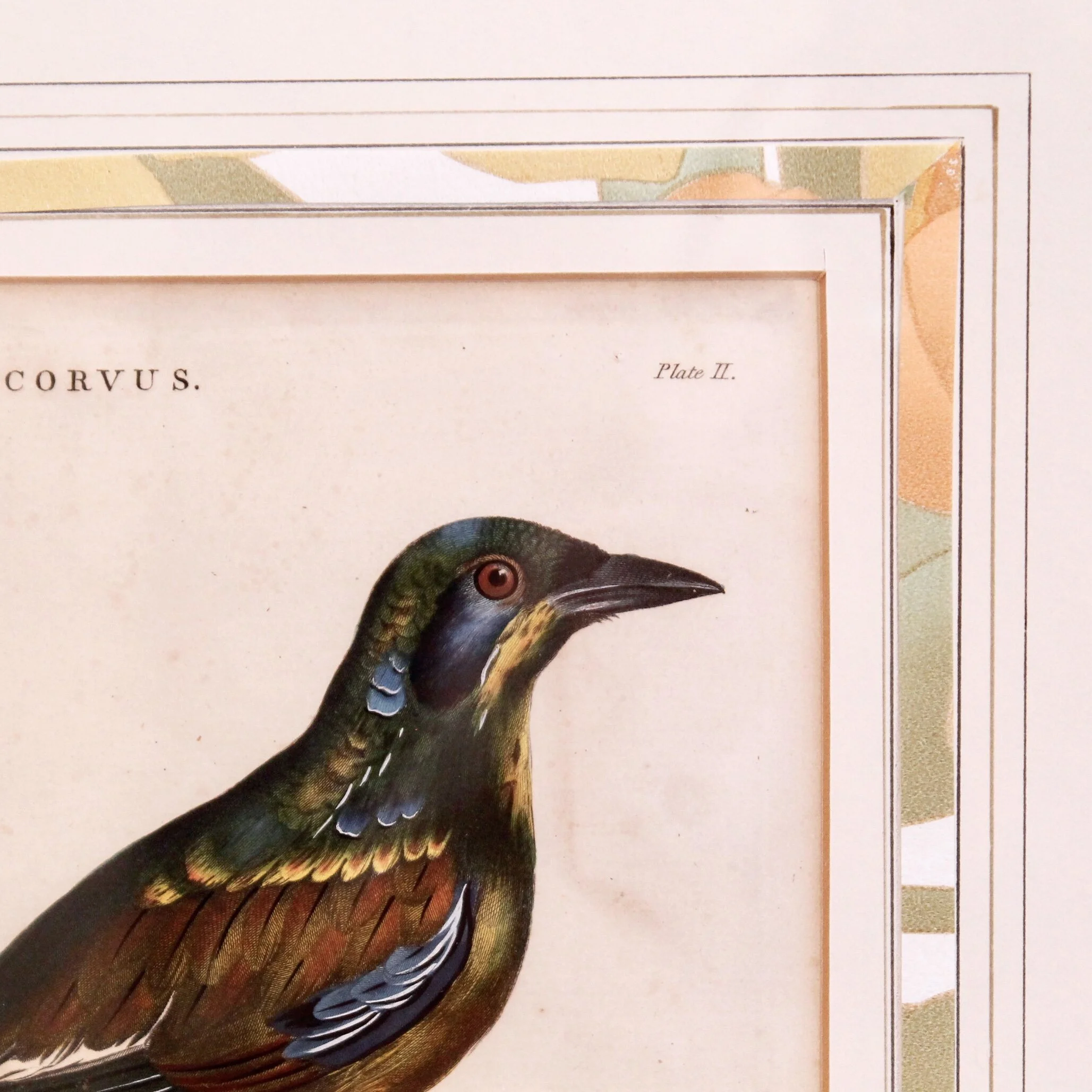 Antique Bird Engravings, “Corvus,” (Crows) dated 1802, John Wilkes