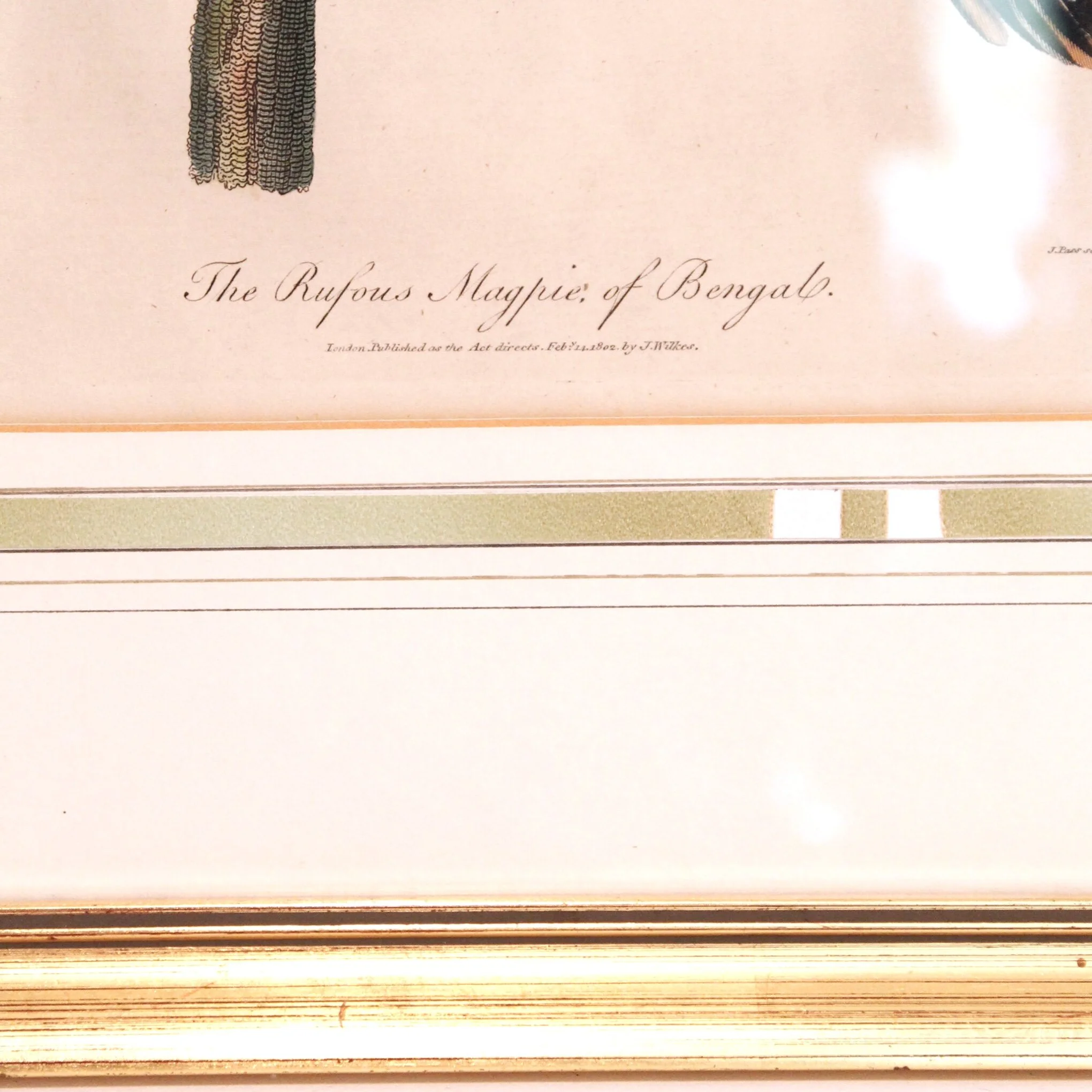 Antique Bird Engravings, “Corvus,” (Crows) dated 1802, John Wilkes