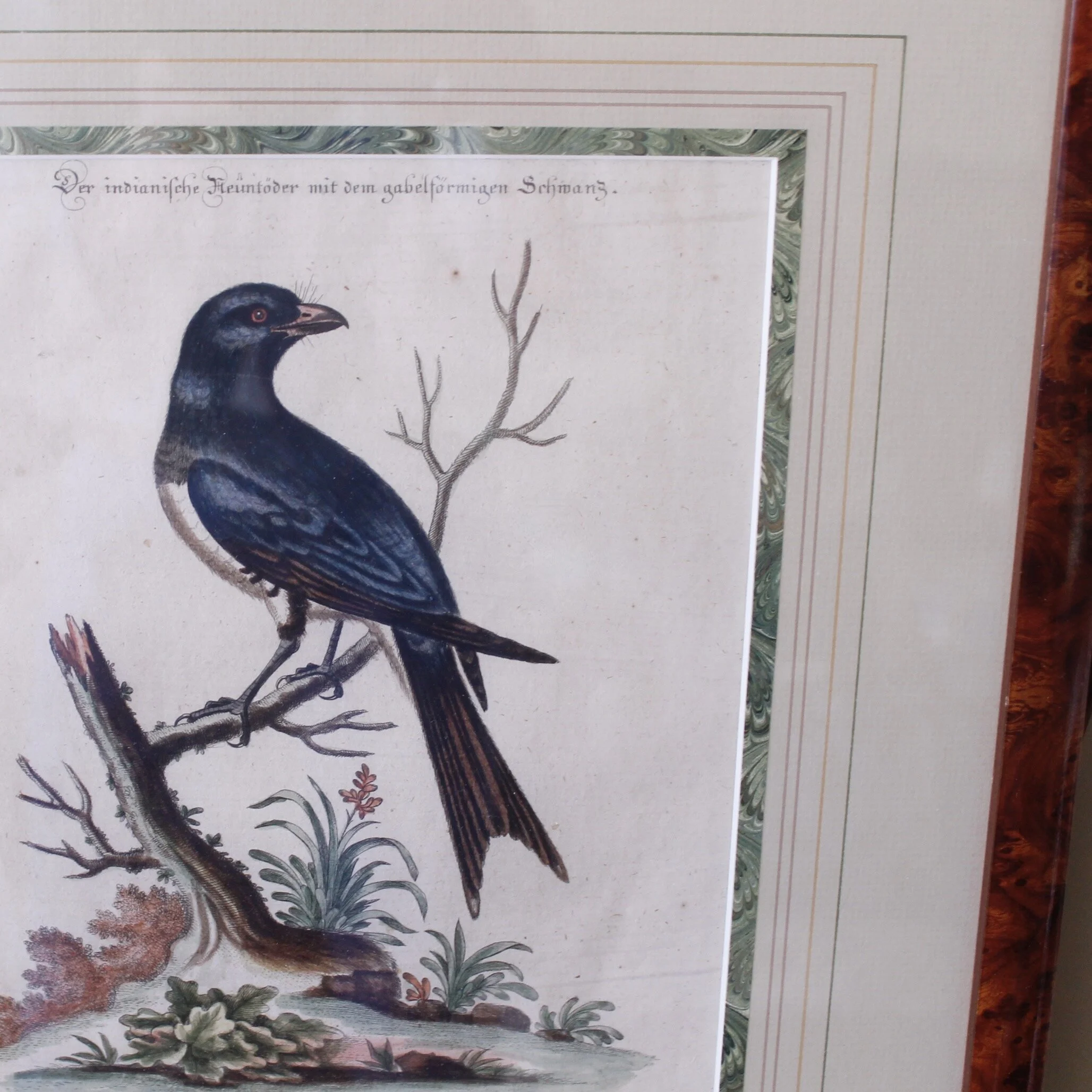Bird Engravings by George Edwards