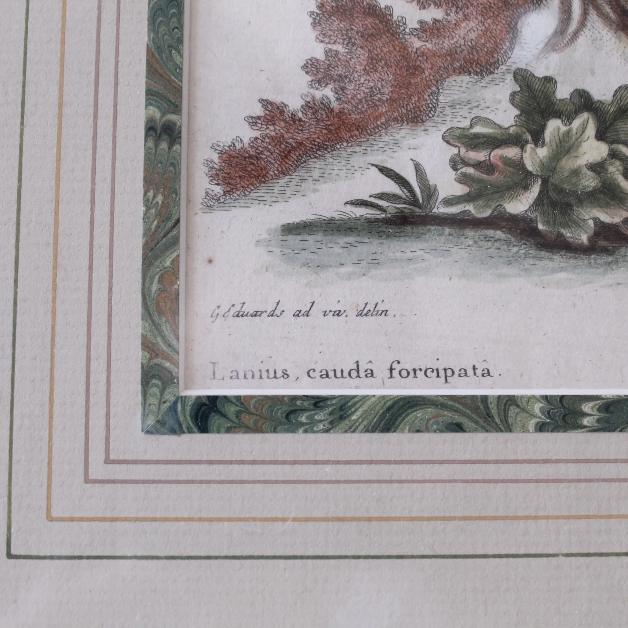Bird Engravings by George Edwards