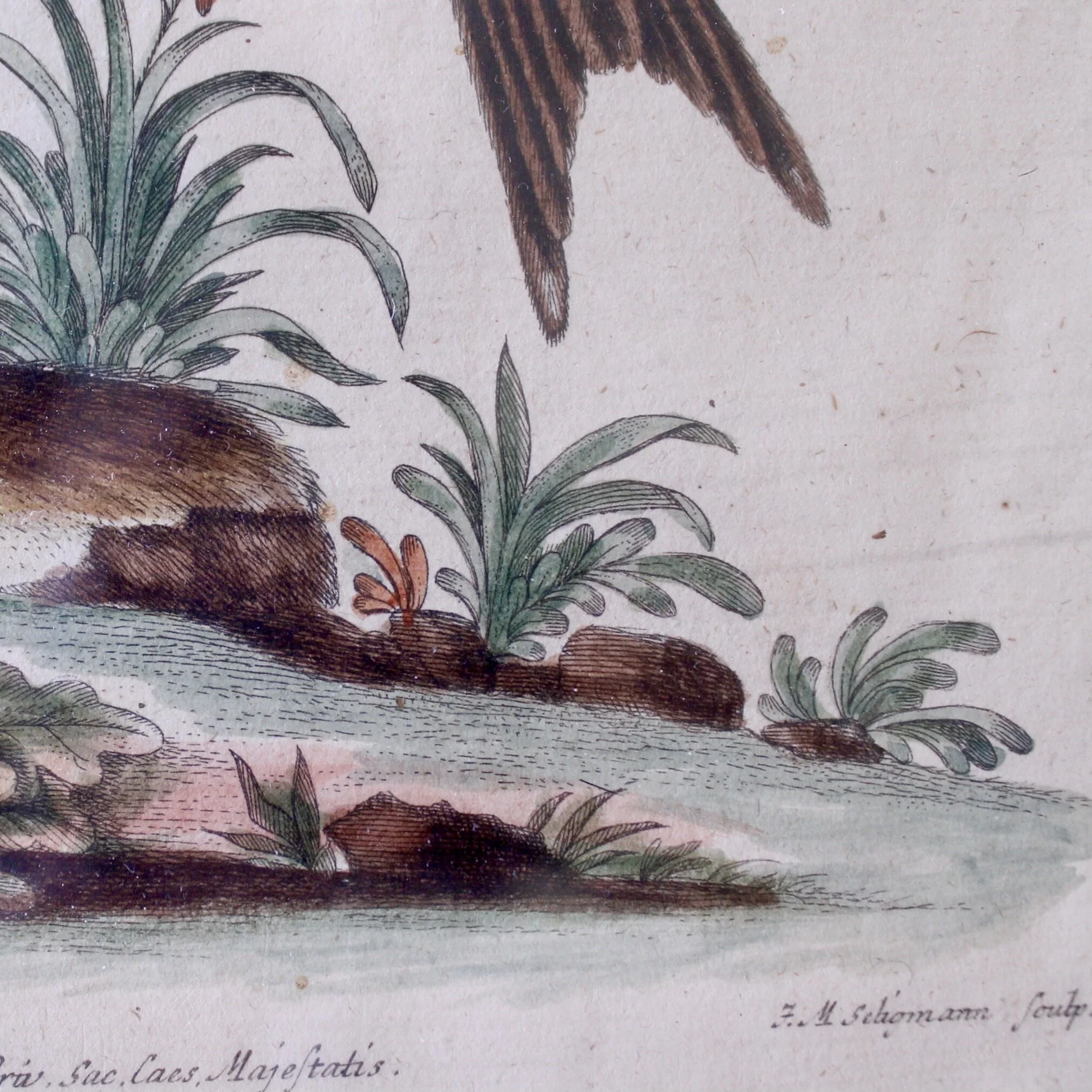 Bird Engravings by George Edwards