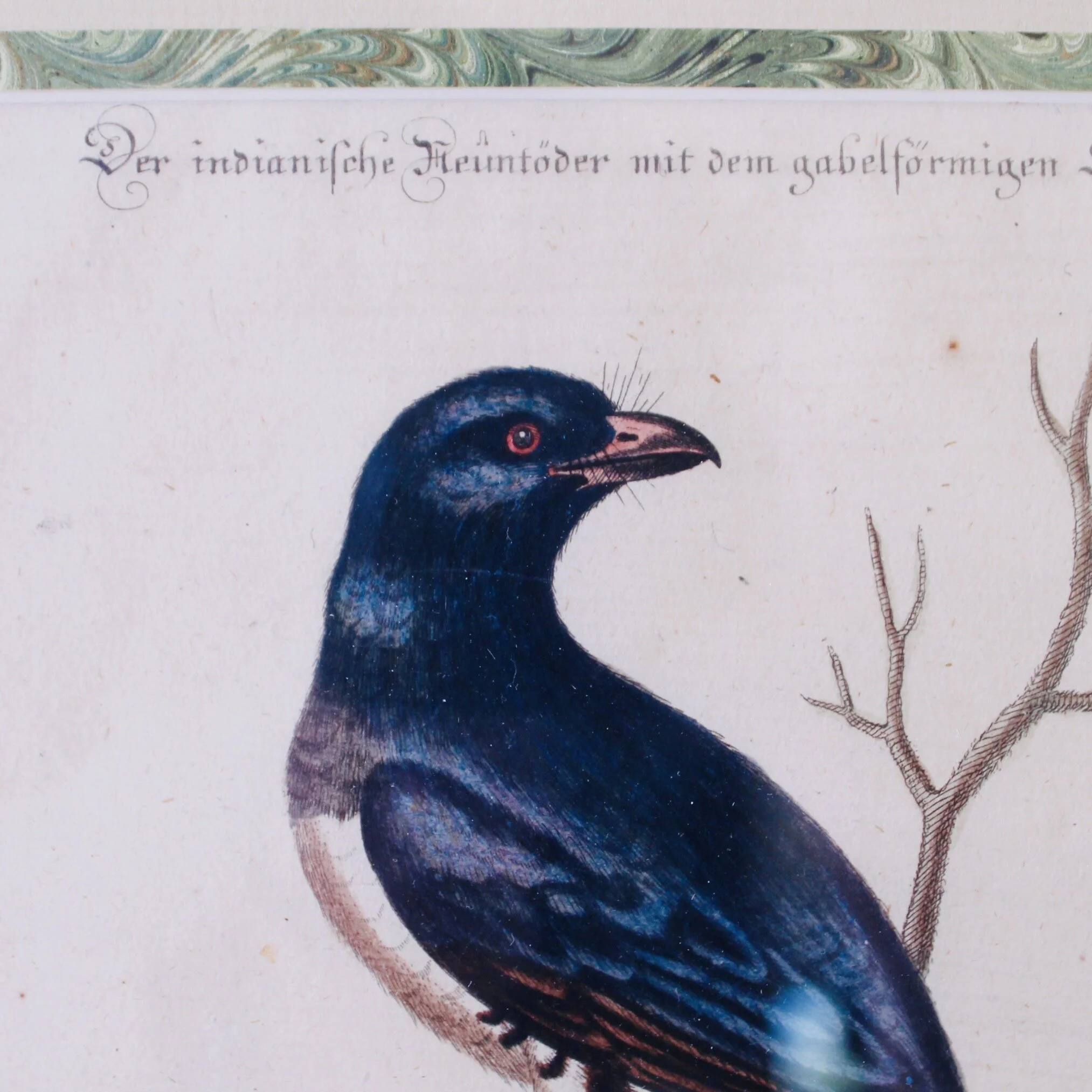 Bird Engravings by George Edwards