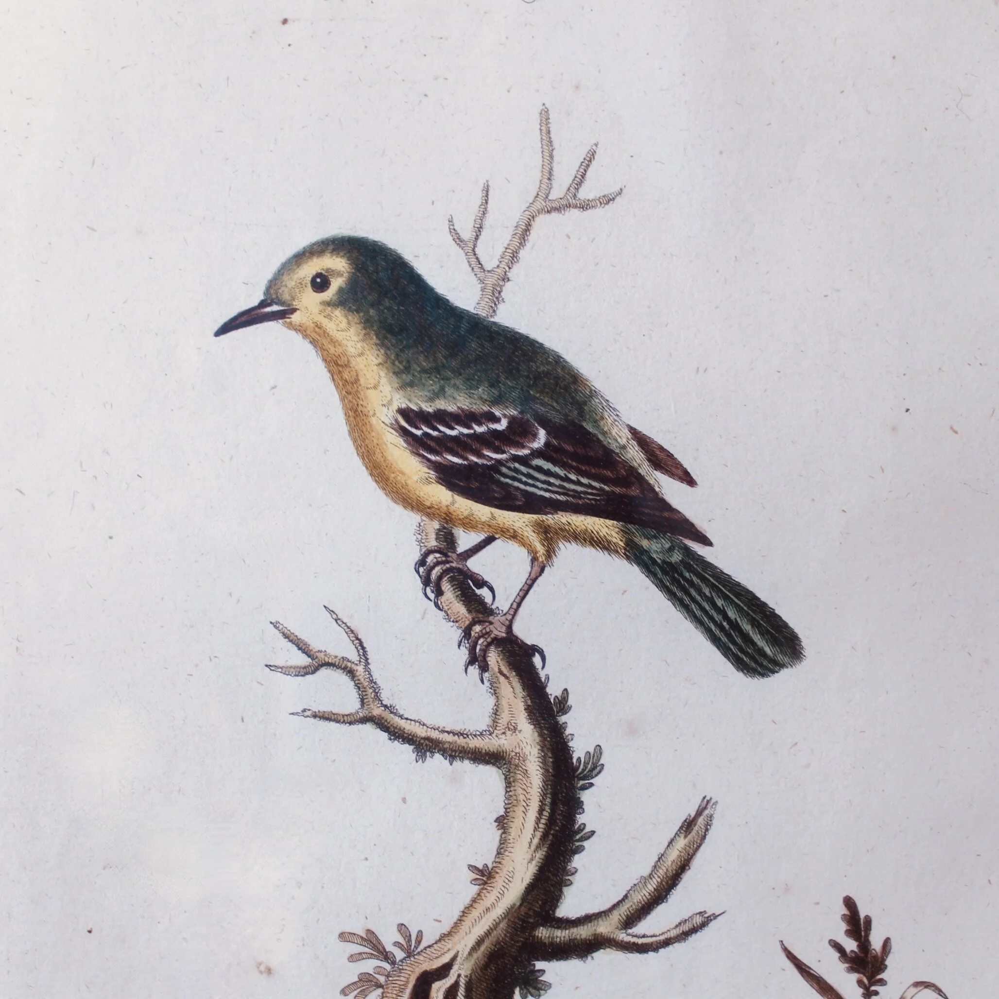 Bird Engravings by George Edwards