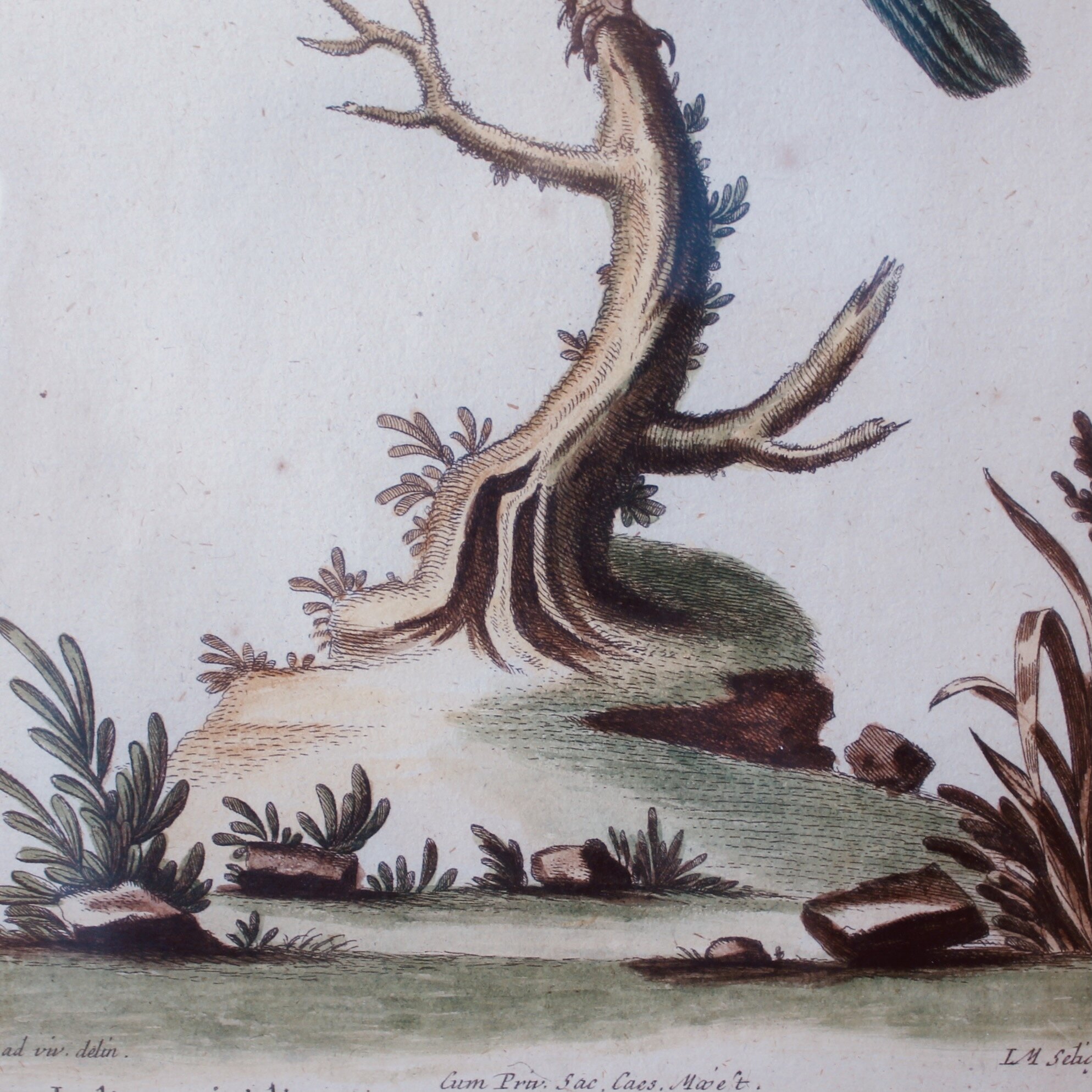 Bird Engravings by George Edwards