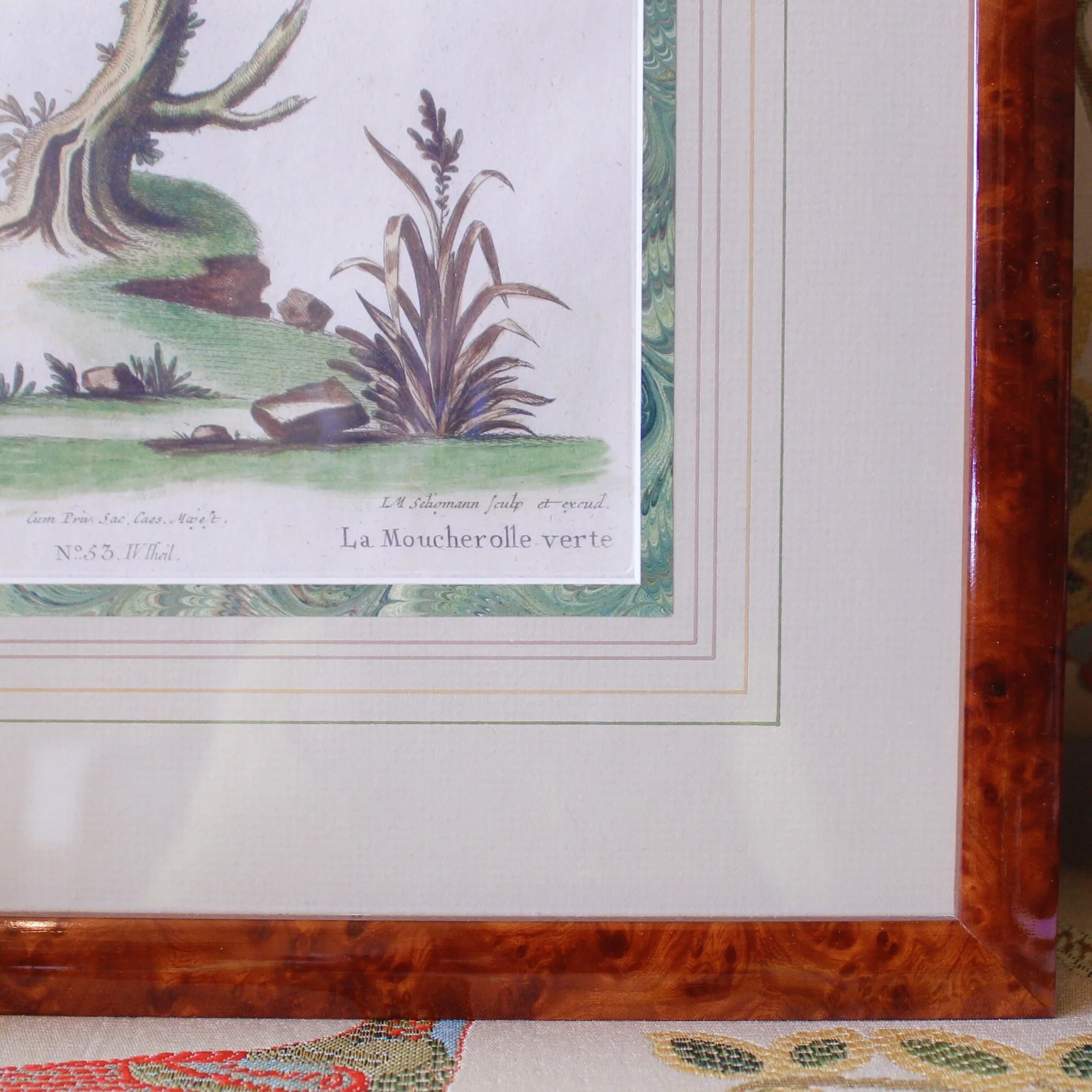 Bird Engravings by George Edwards