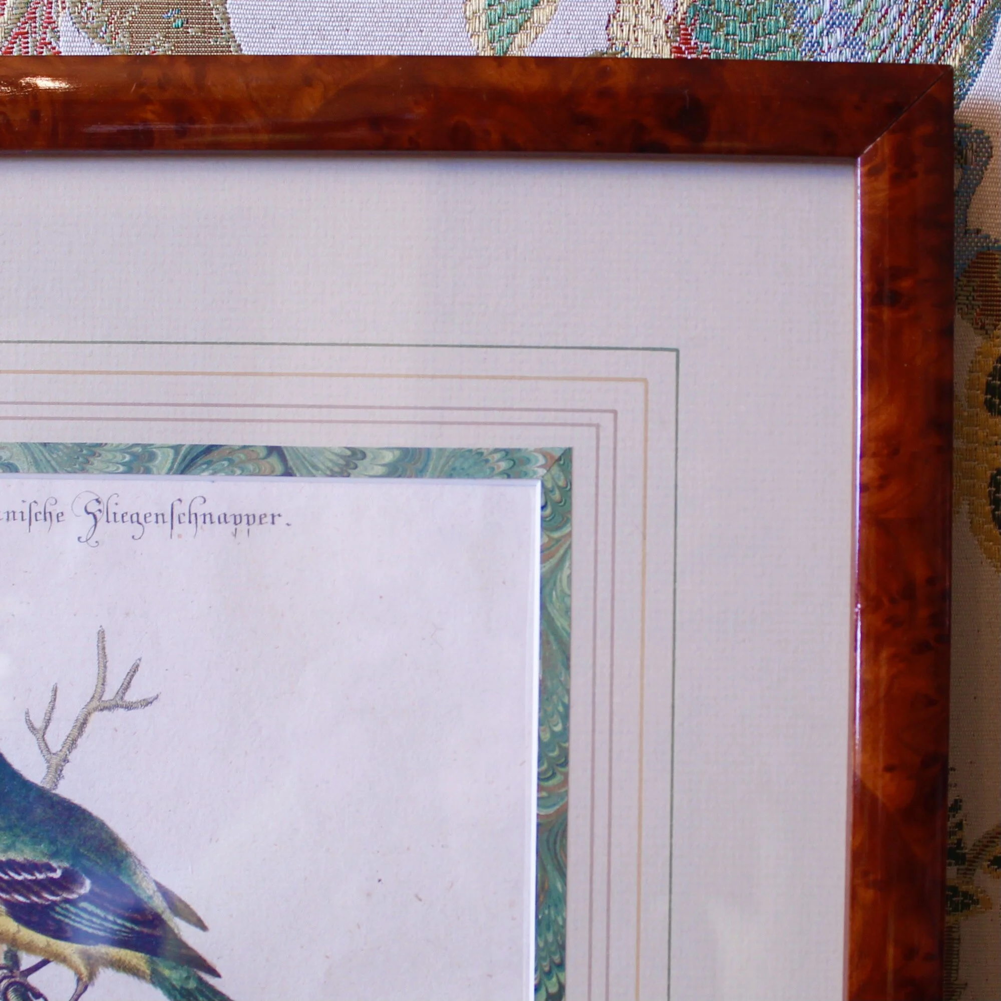 Bird Engravings by George Edwards