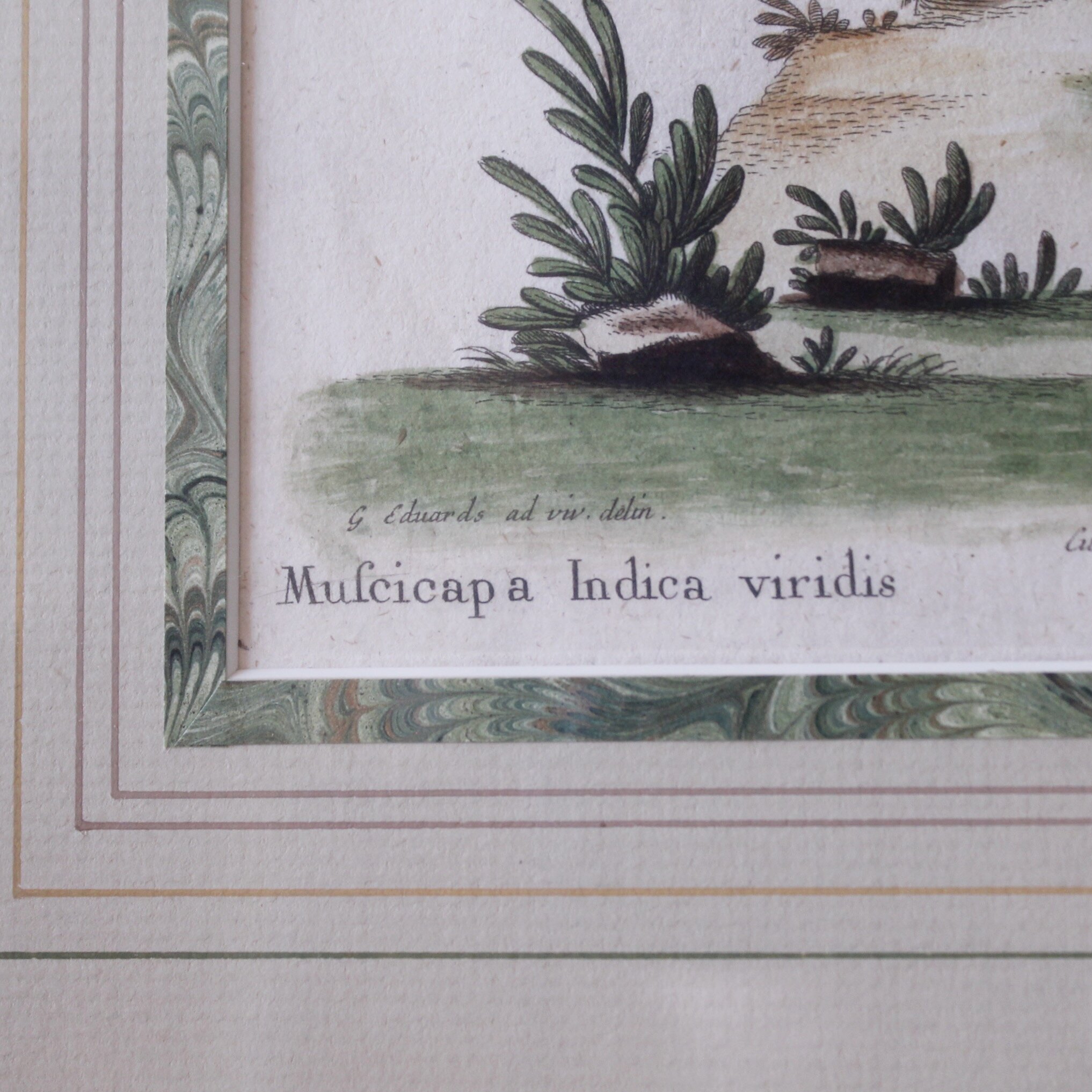 Bird Engravings by George Edwards