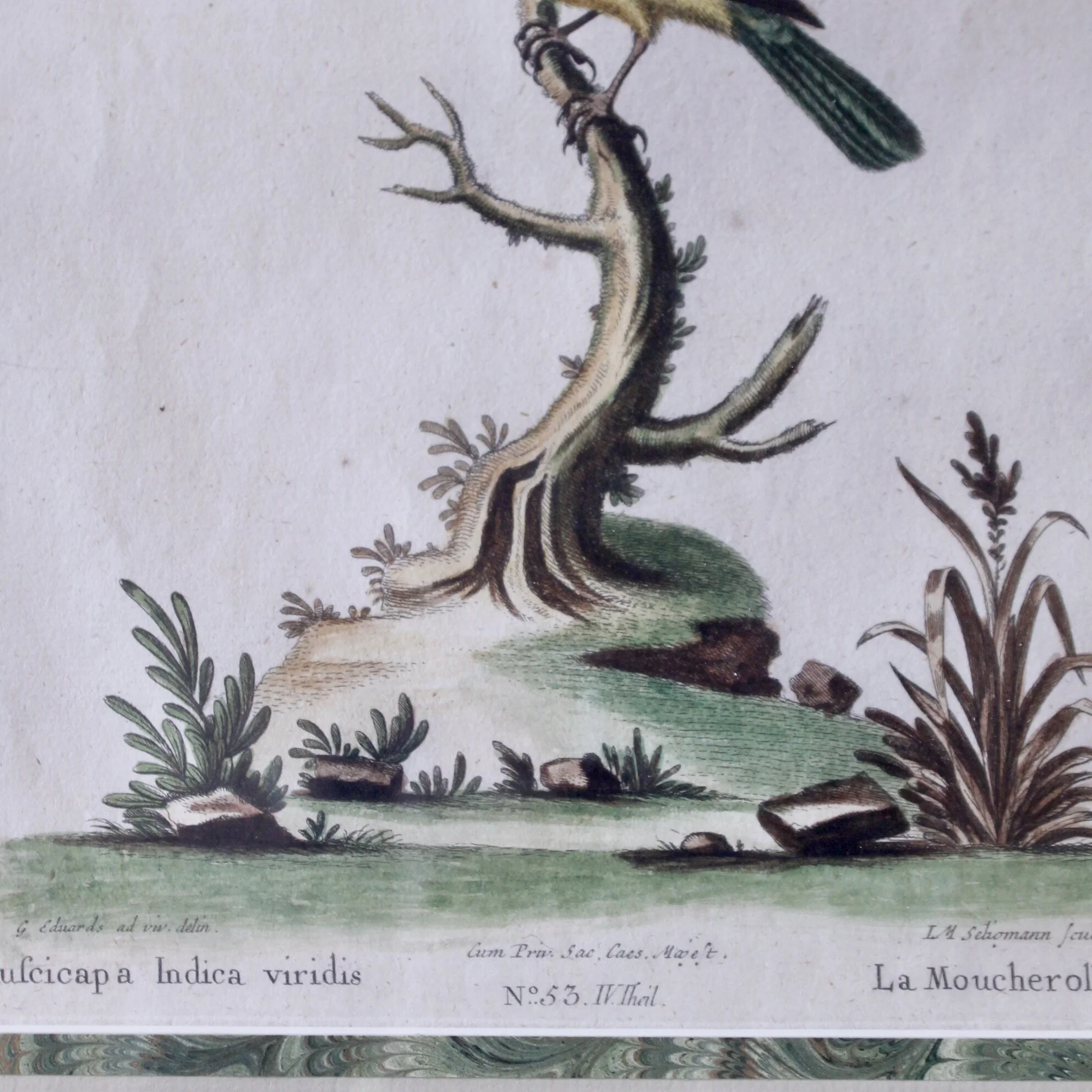 Bird Engravings by George Edwards