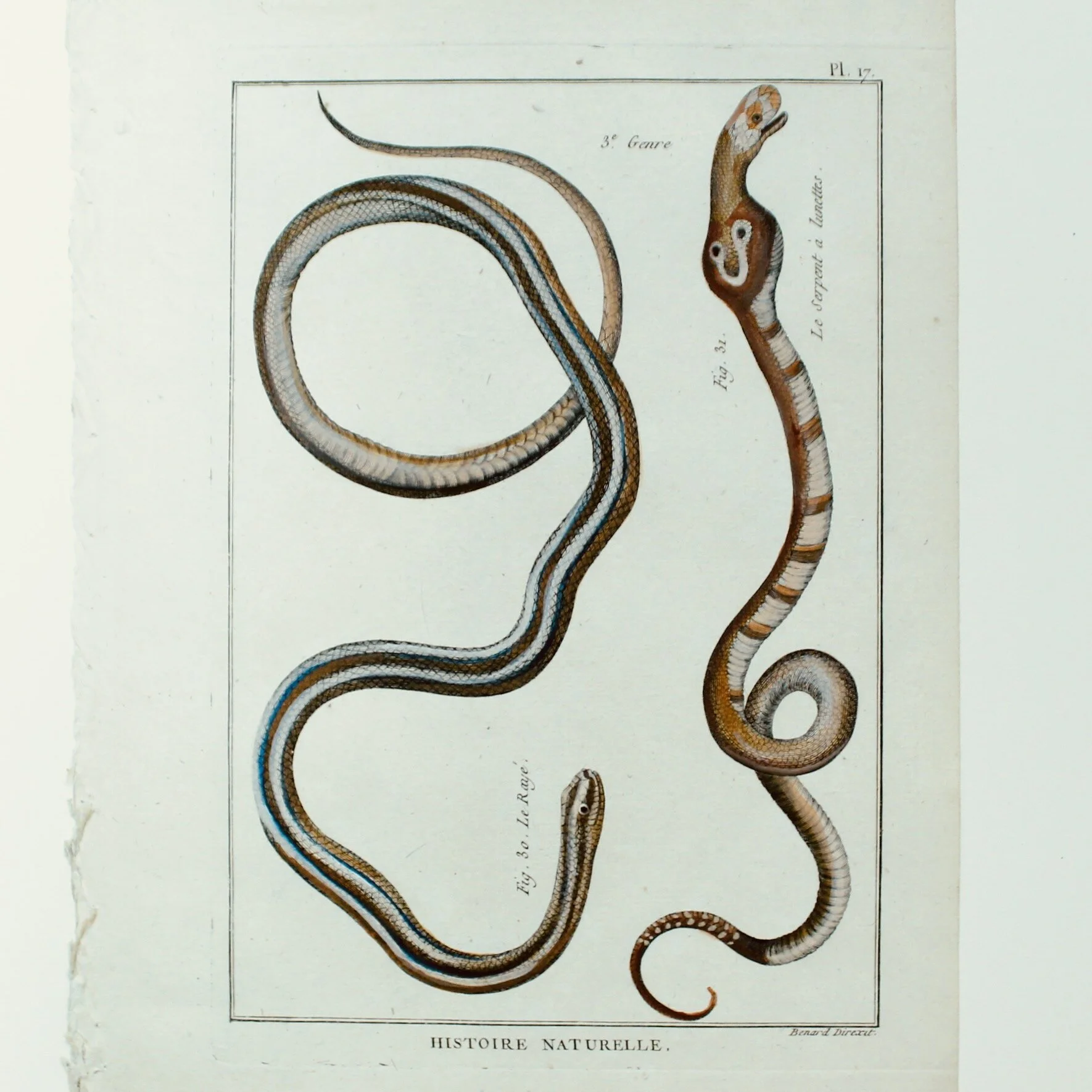 Set of Five Hand Colored Snake Original Engravings, 18th Century