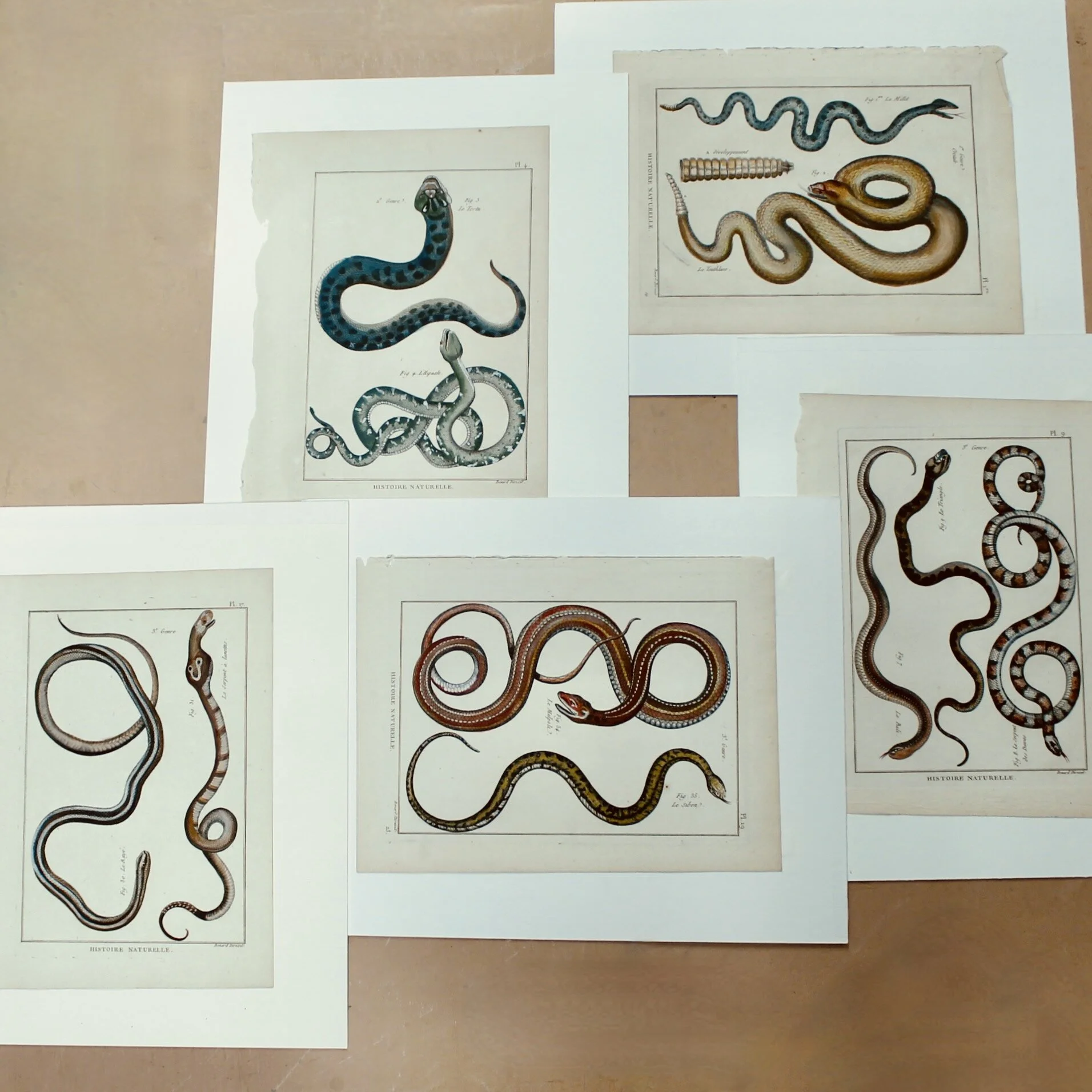 Set of Five Hand Colored Snake Original Engravings, 18th Century