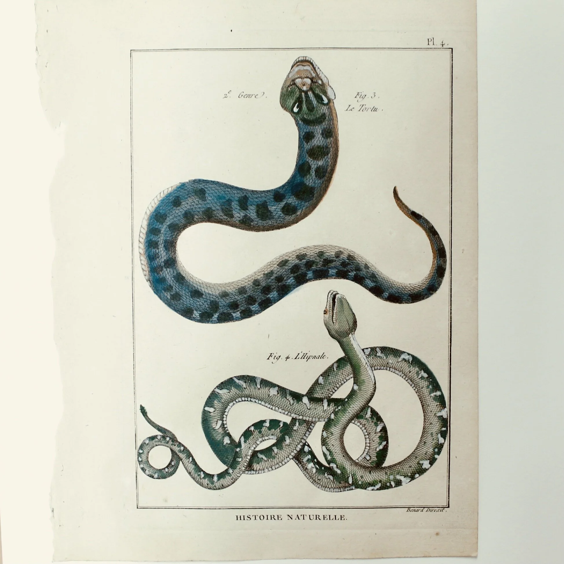 Set of Five Hand Colored Snake Original Engravings, 18th Century