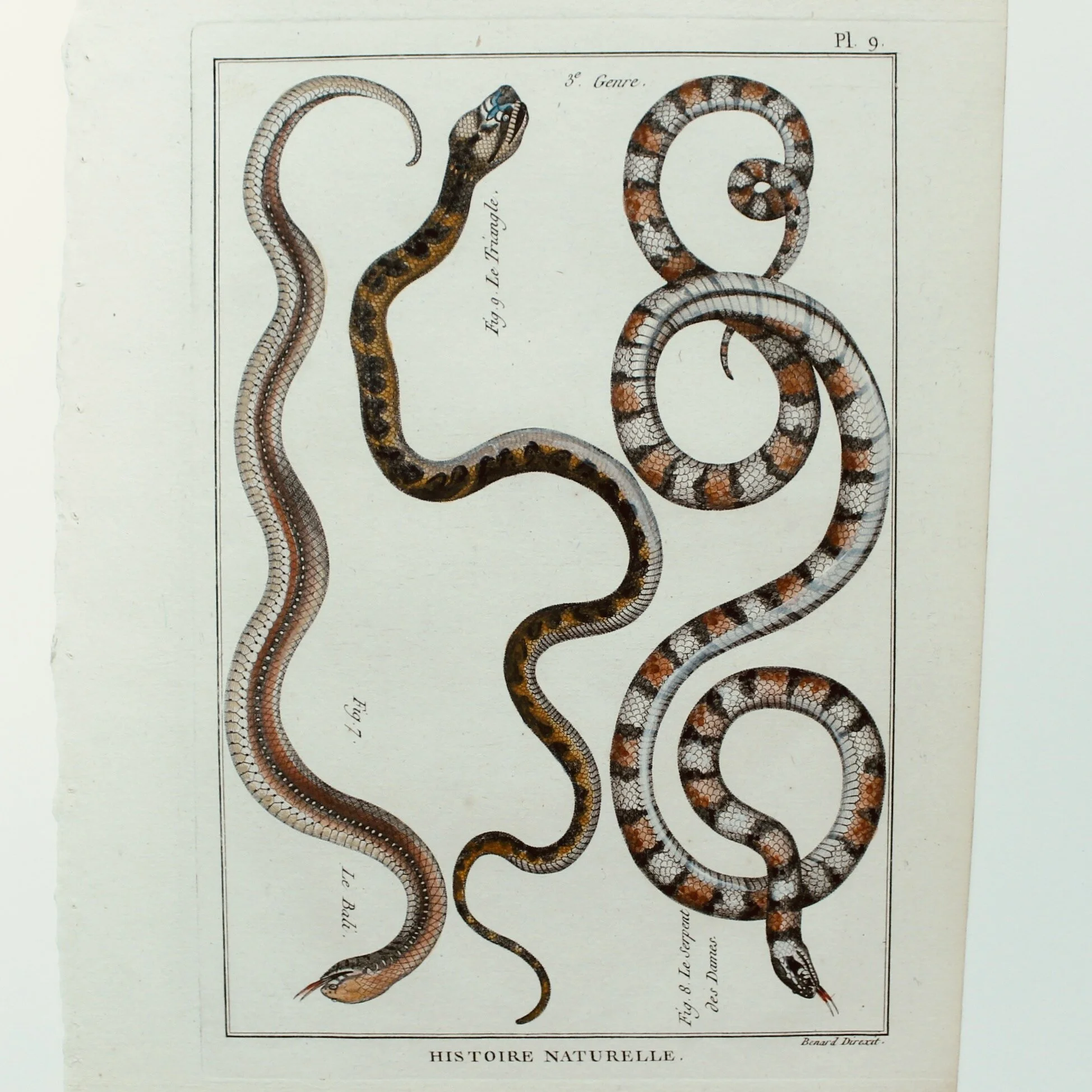 Set of Five Hand Colored Snake Original Engravings, 18th Century