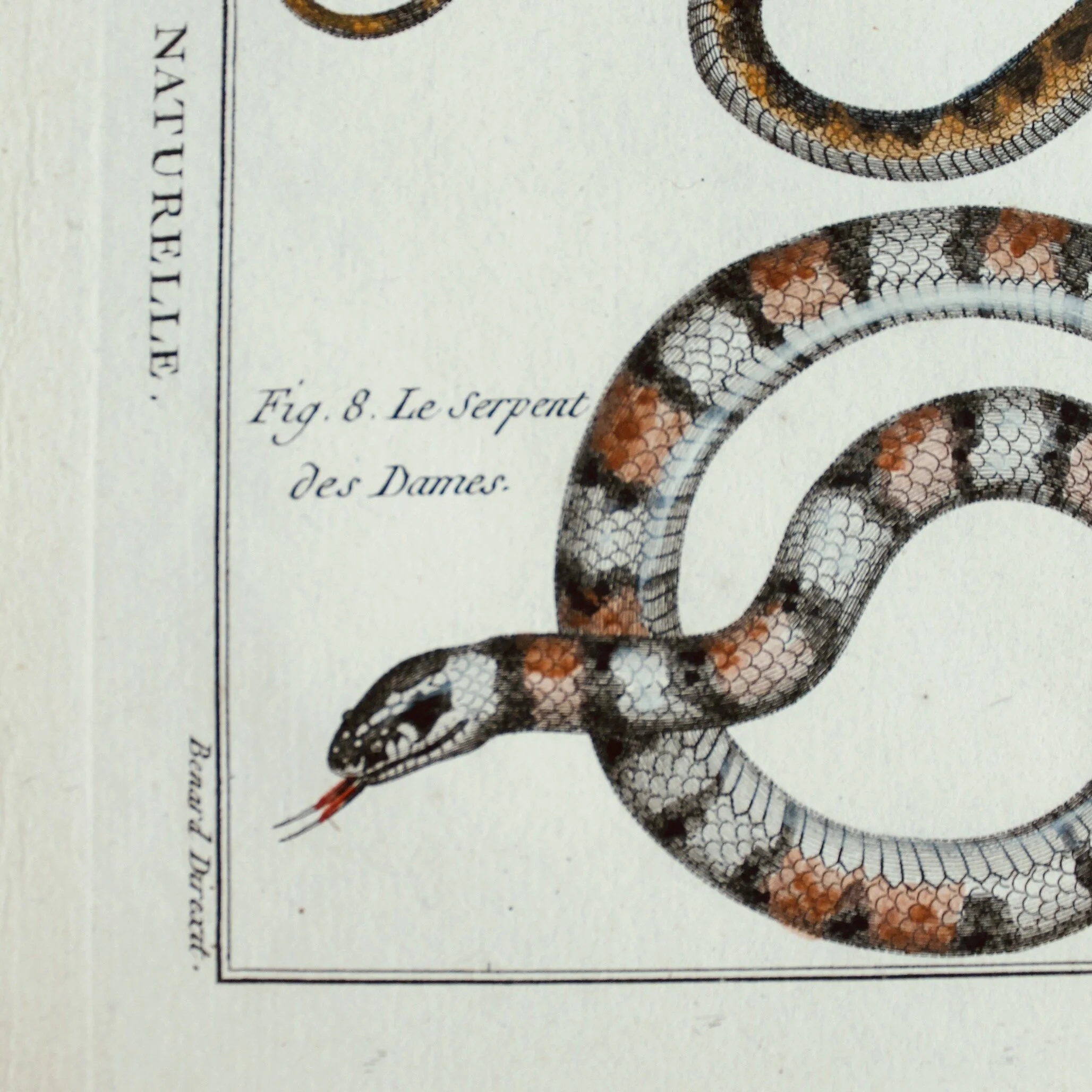 Set of Five Hand Colored Snake Original Engravings, 18th Century
