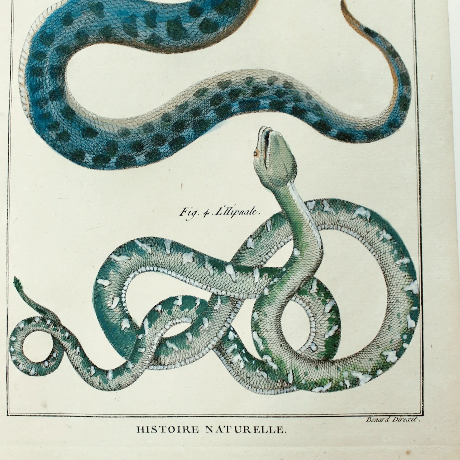 Set of Five Hand Colored Snake Original Engravings, 18th Century