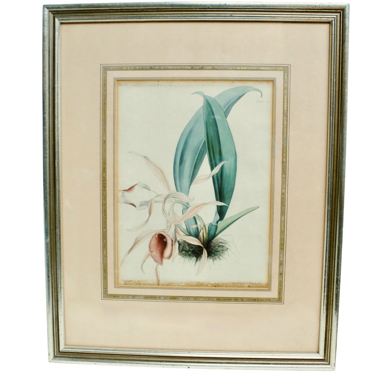 “Orchid, Hand Colored Lithograph by Louis Aristide Léon Constans and Zinc, London