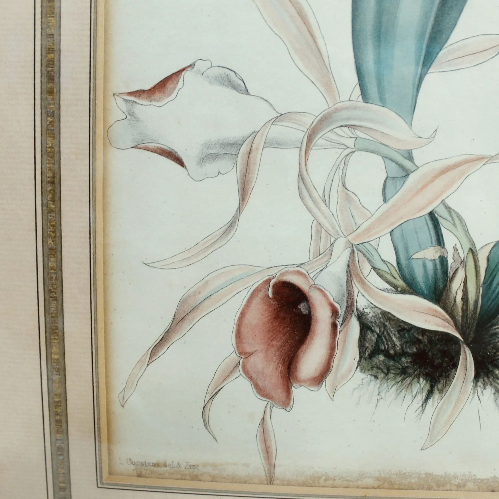 “Orchid, Hand Colored Lithograph by Louis Aristide Léon Constans and Zinc, London