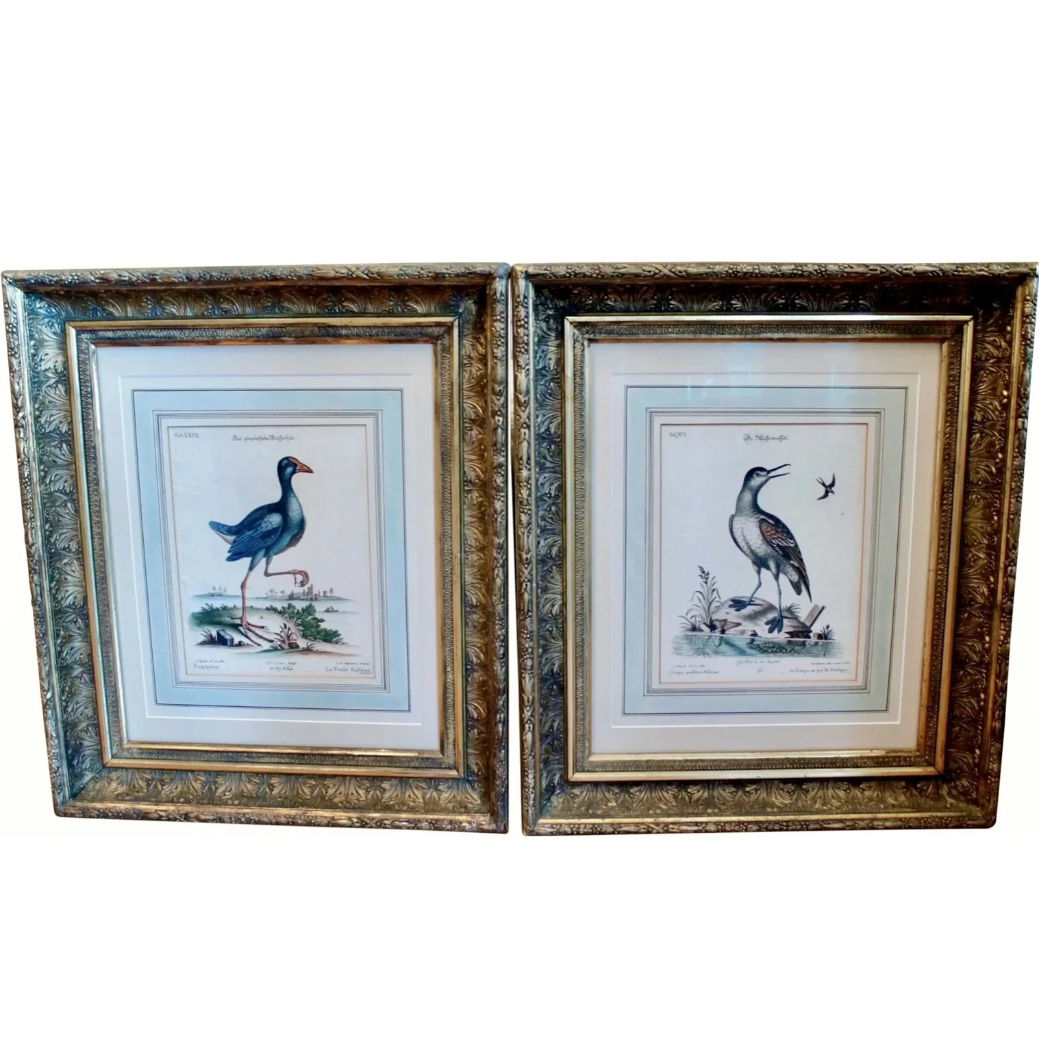 Pair of George Edwards Bird Engravings, 18th Century, in Fine Antique Gilt Wood Frames
