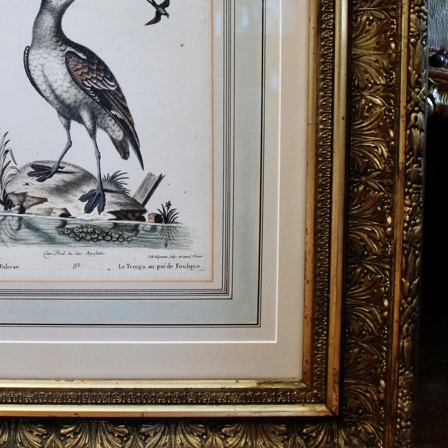 Pair of George Edwards Bird Engravings, in Fine Antique Gilt Frames, 18th Century