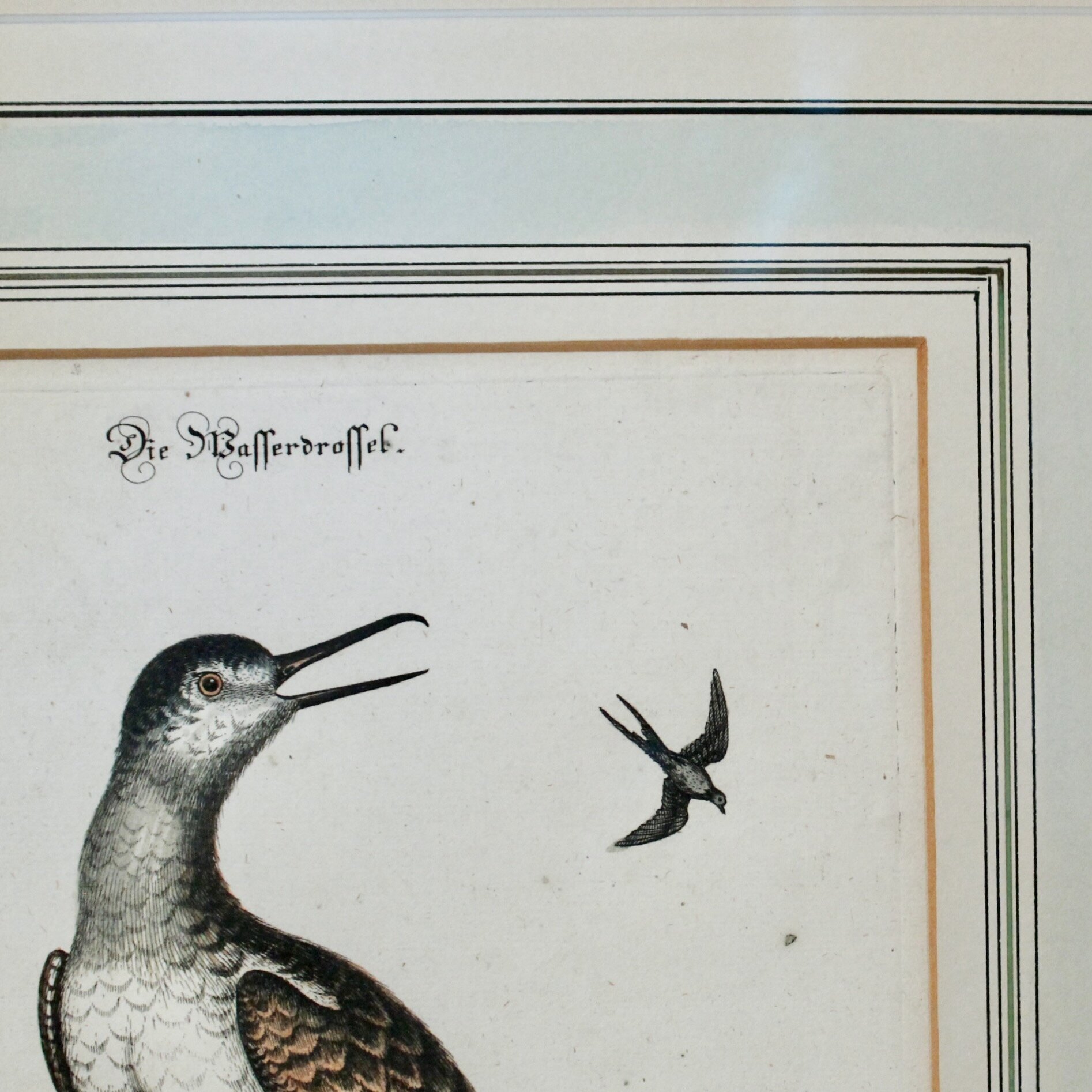 Pair of George Edwards Bird Engravings, in Fine Antique Gilt Frames, 18th Century