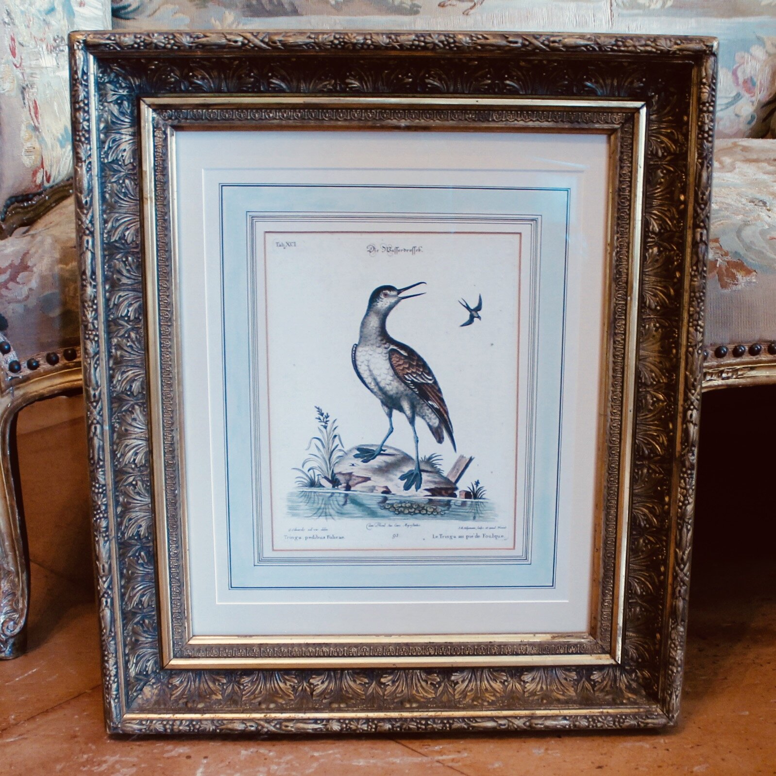 Pair of George Edwards Bird Engravings, in Fine Antique Gilt Frames, 18th Century
