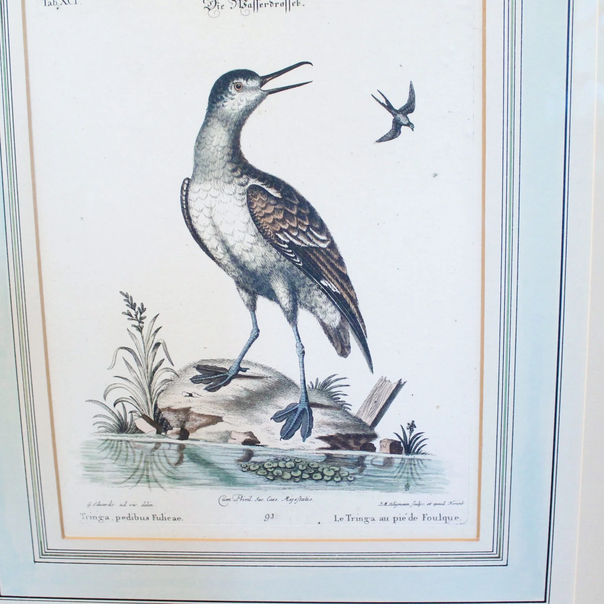 Pair of George Edwards Bird Engravings, in Fine Antique Gilt Frames, 18th Century