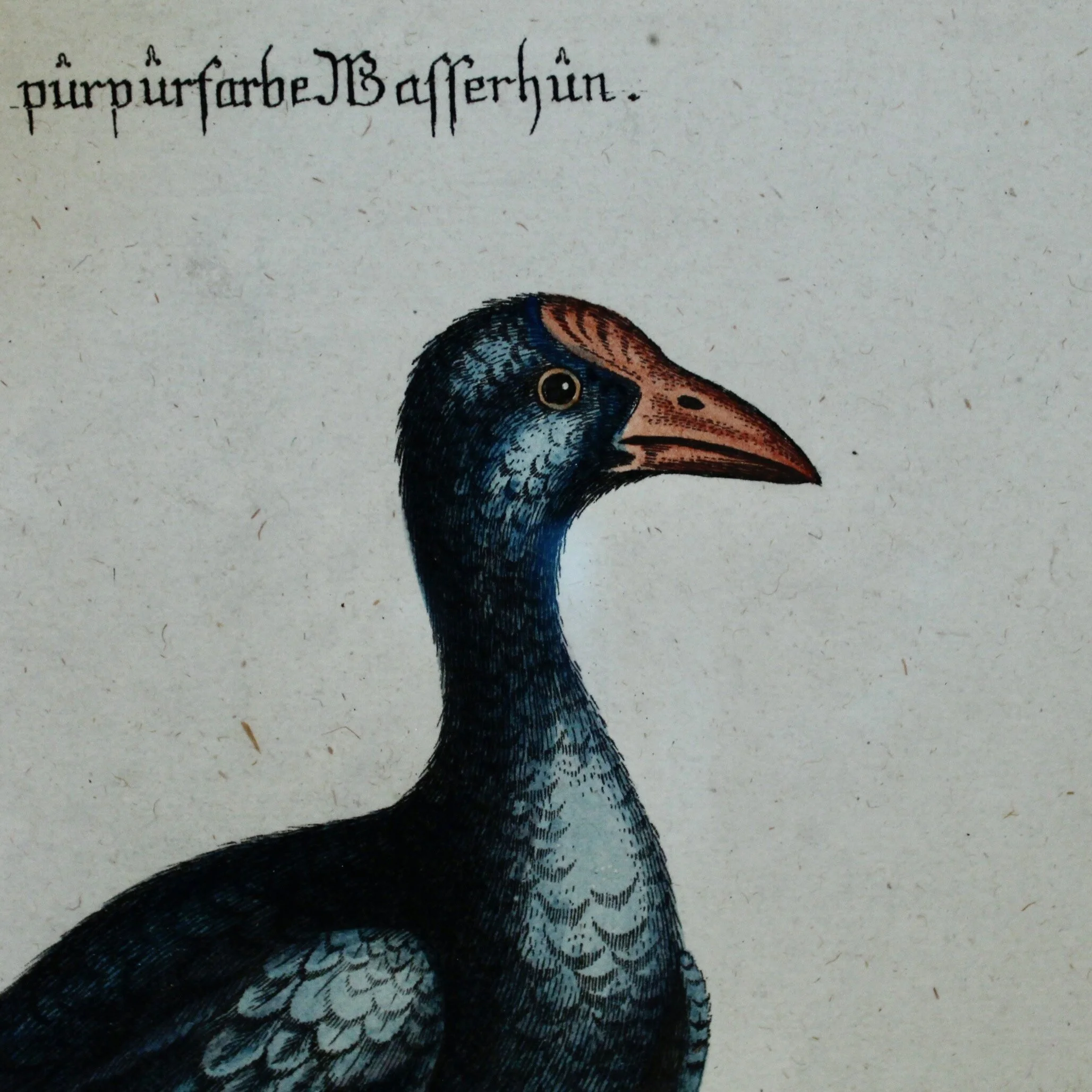 Pair of George Edwards Bird Engravings, in Fine Antique Gilt Frames, 18th Century