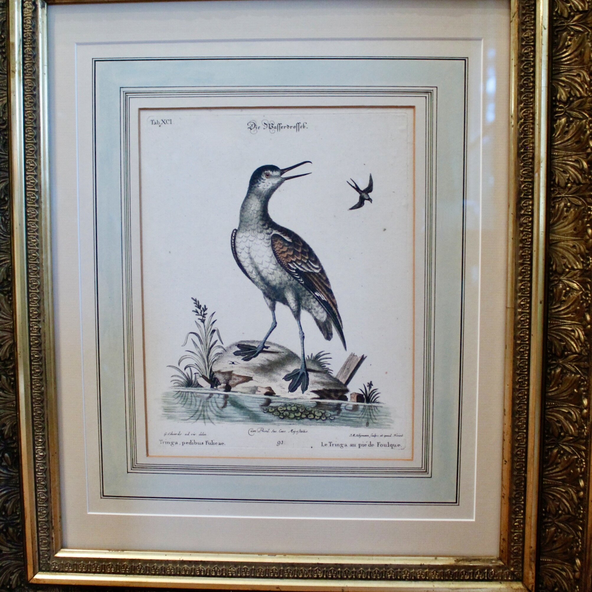 Pair of George Edwards Bird Engravings, in Fine Antique Gilt Frames, 18th Century