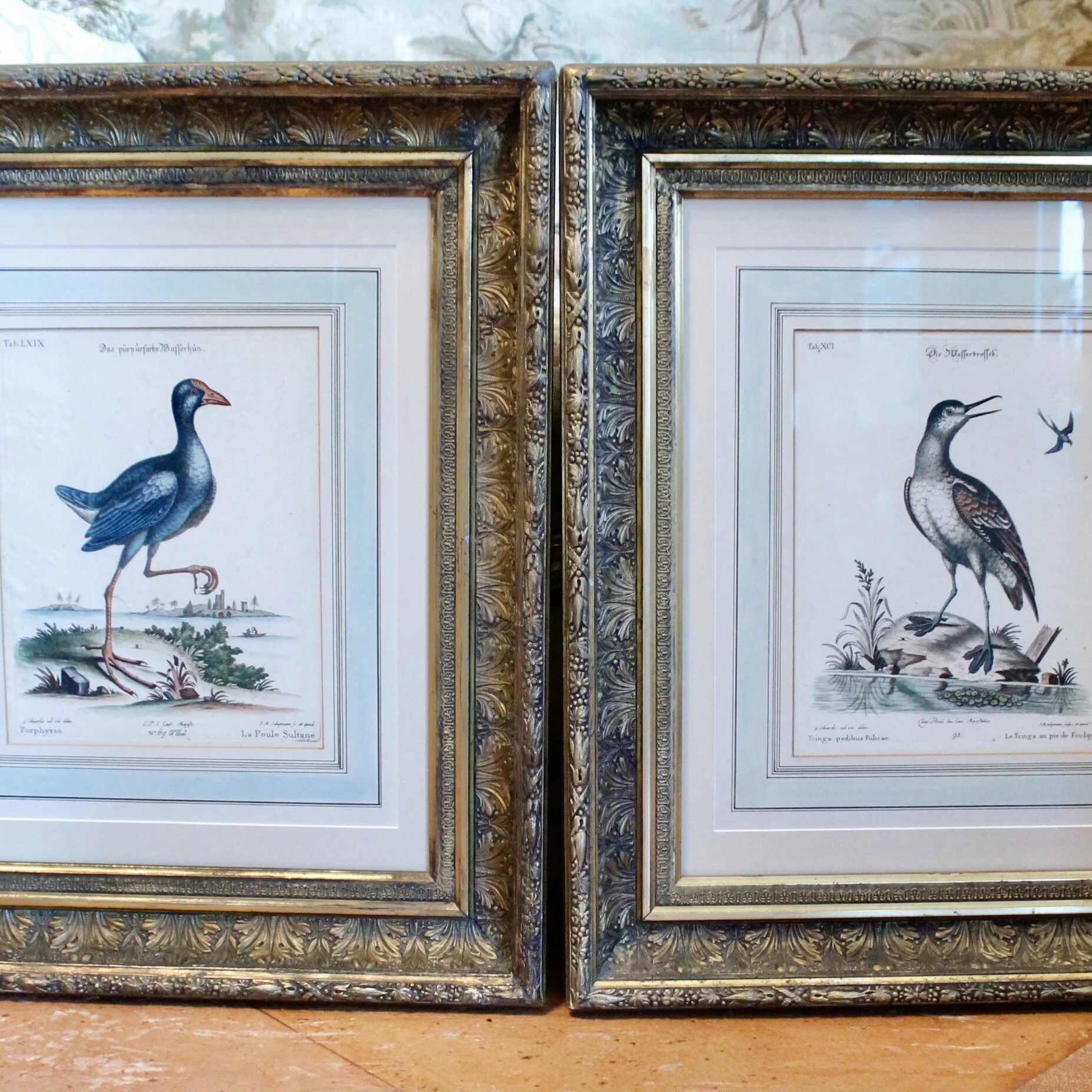 Pair of George Edwards Bird Engravings, in Fine Antique Gilt Frames, 18th Century