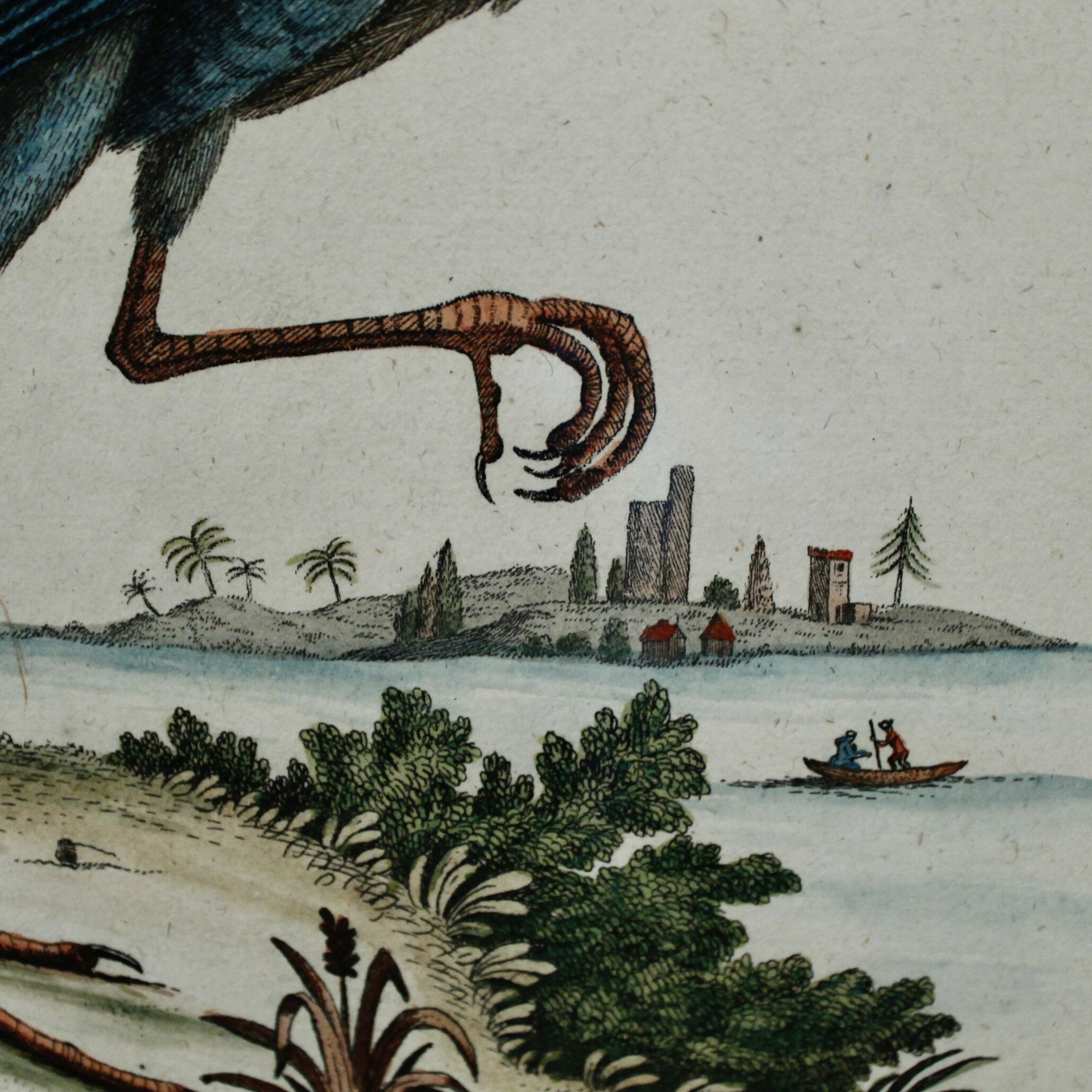 Pair of George Edwards Bird Engravings, in Fine Antique Gilt Frames, 18th Century