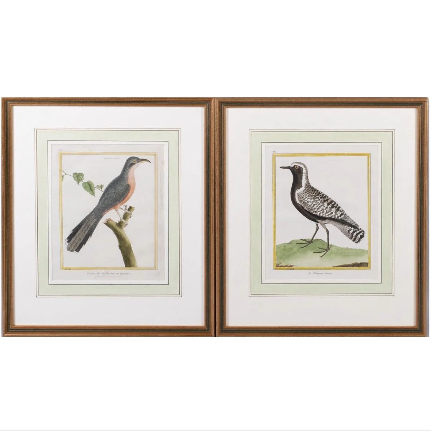 Pair of François Nicolas Martinet Bird Copperplate Engravings, 18th c.