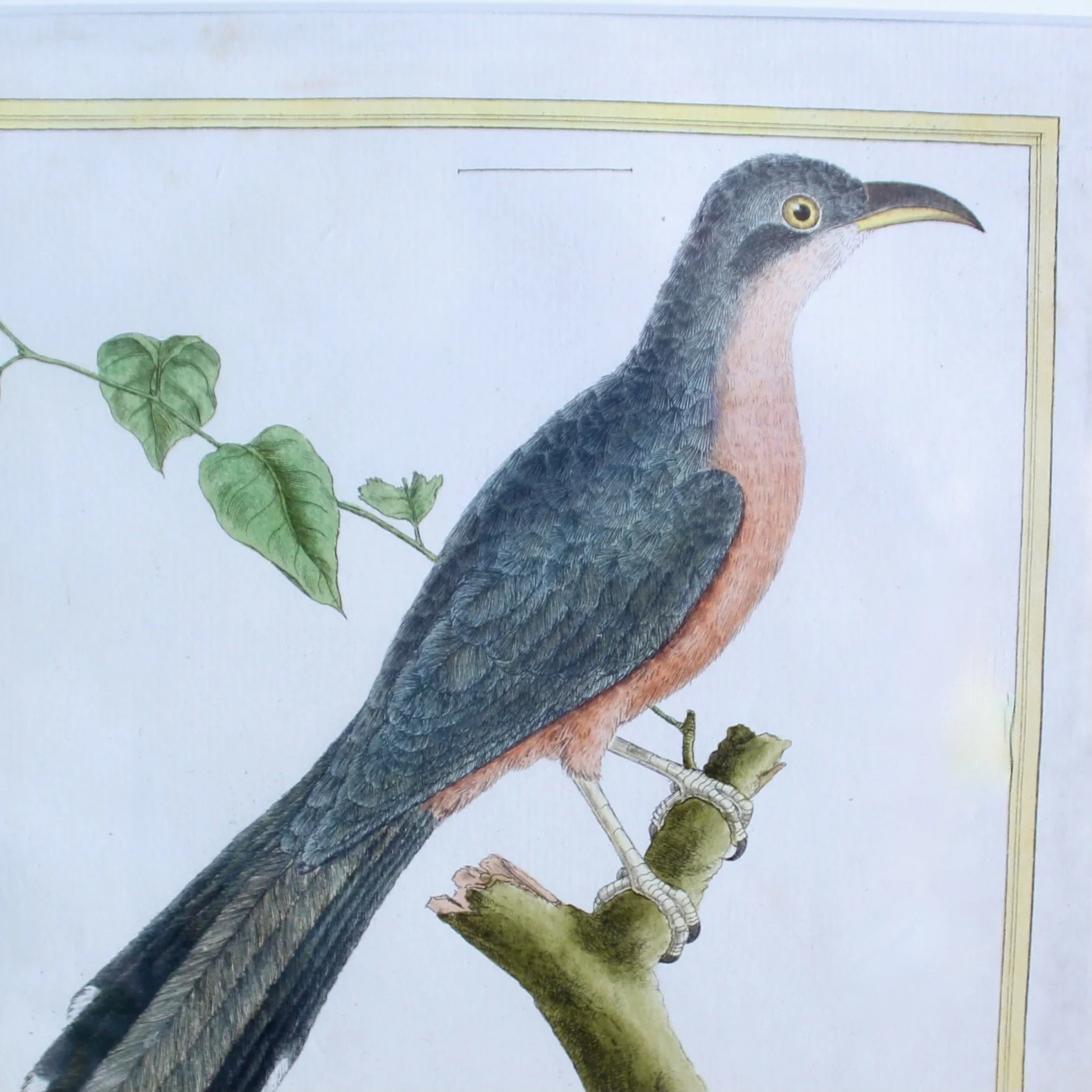 Pair of François Nicolas Martinet Bird Copperplate Engravings, 18th c.