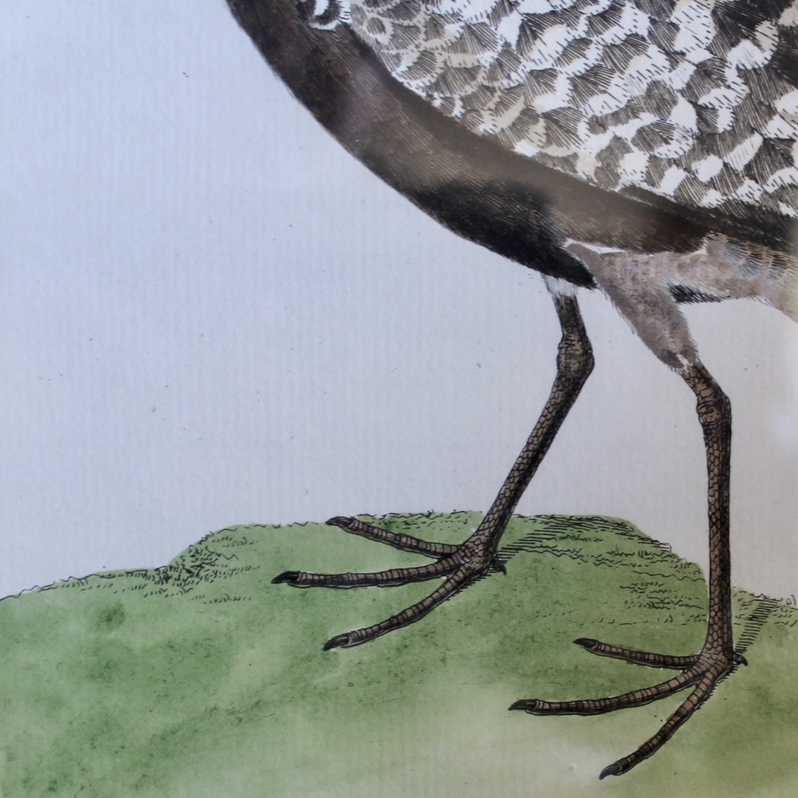 Pair of François Nicolas Martinet Bird Copperplate Engravings, 18th c.