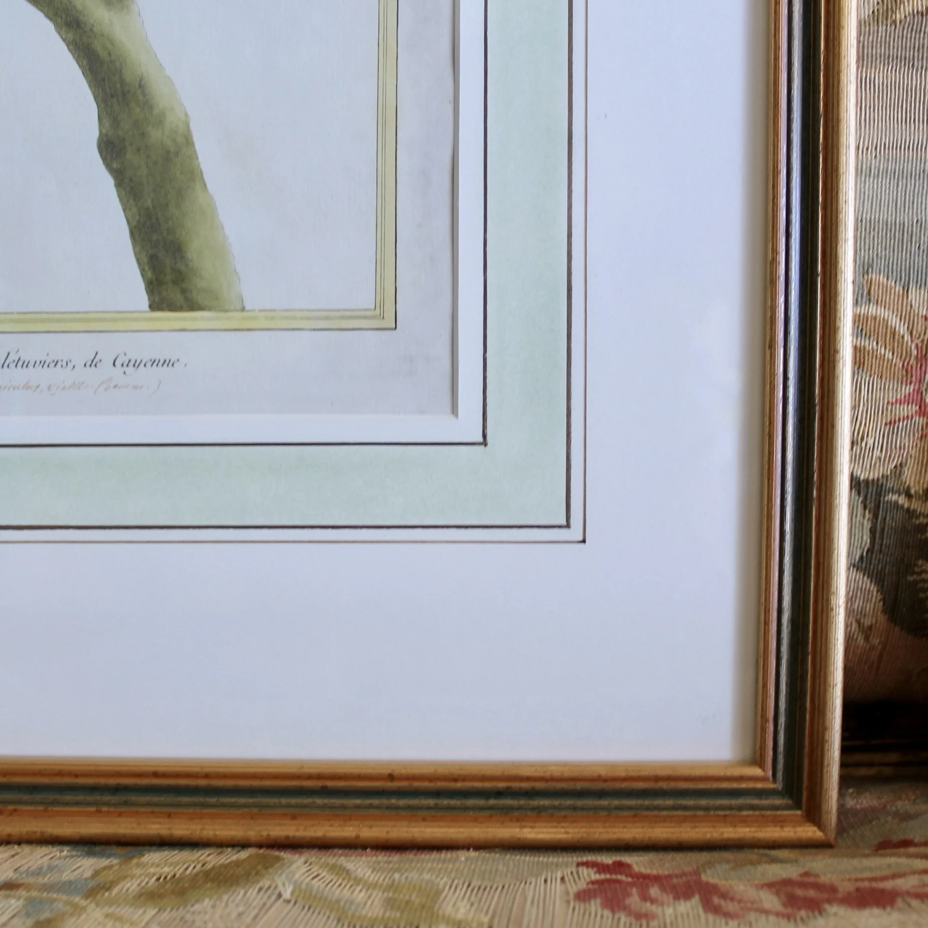 Pair of François Nicolas Martinet Bird Copperplate Engravings, 18th c.