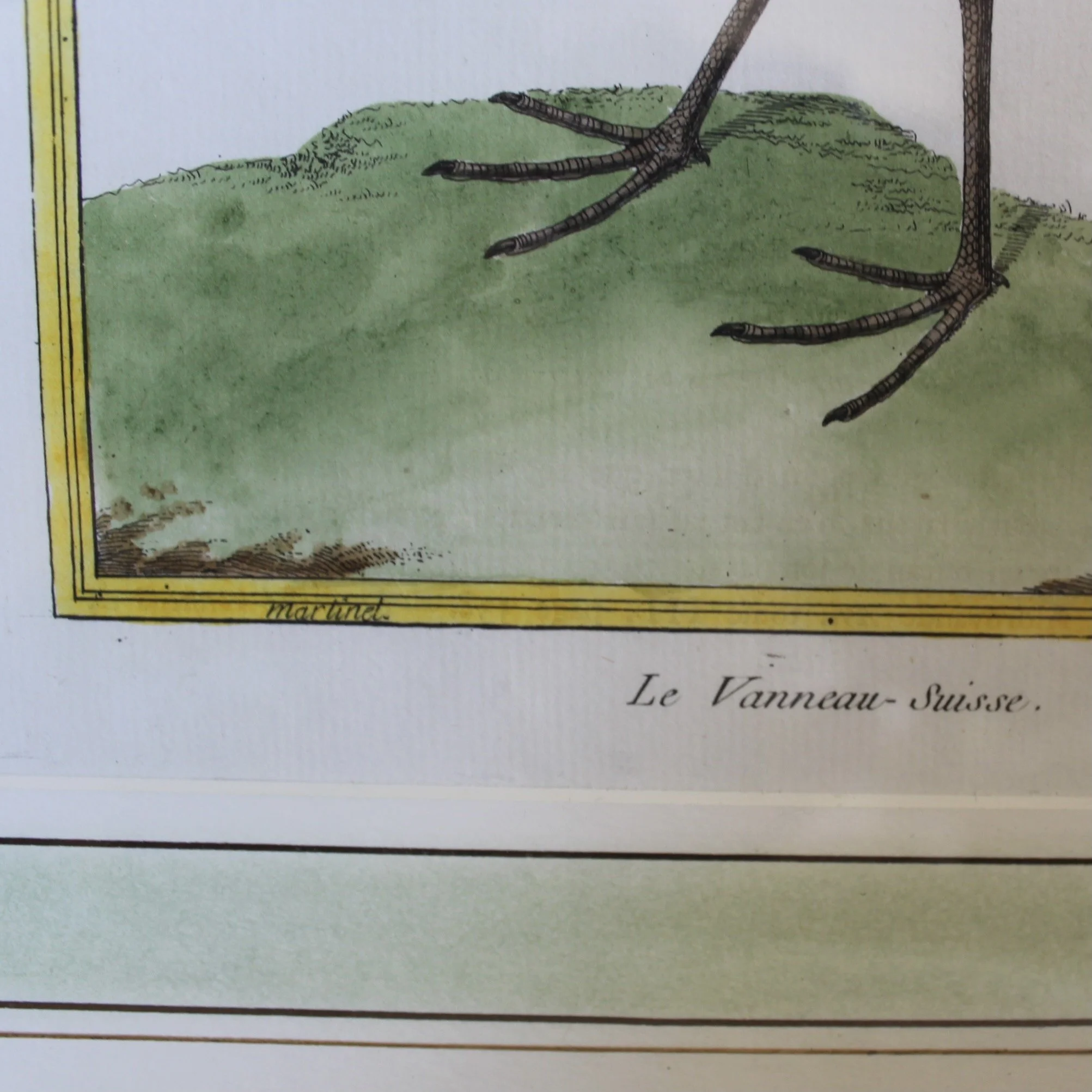 Pair of François Nicolas Martinet Bird Copperplate Engravings, 18th c.