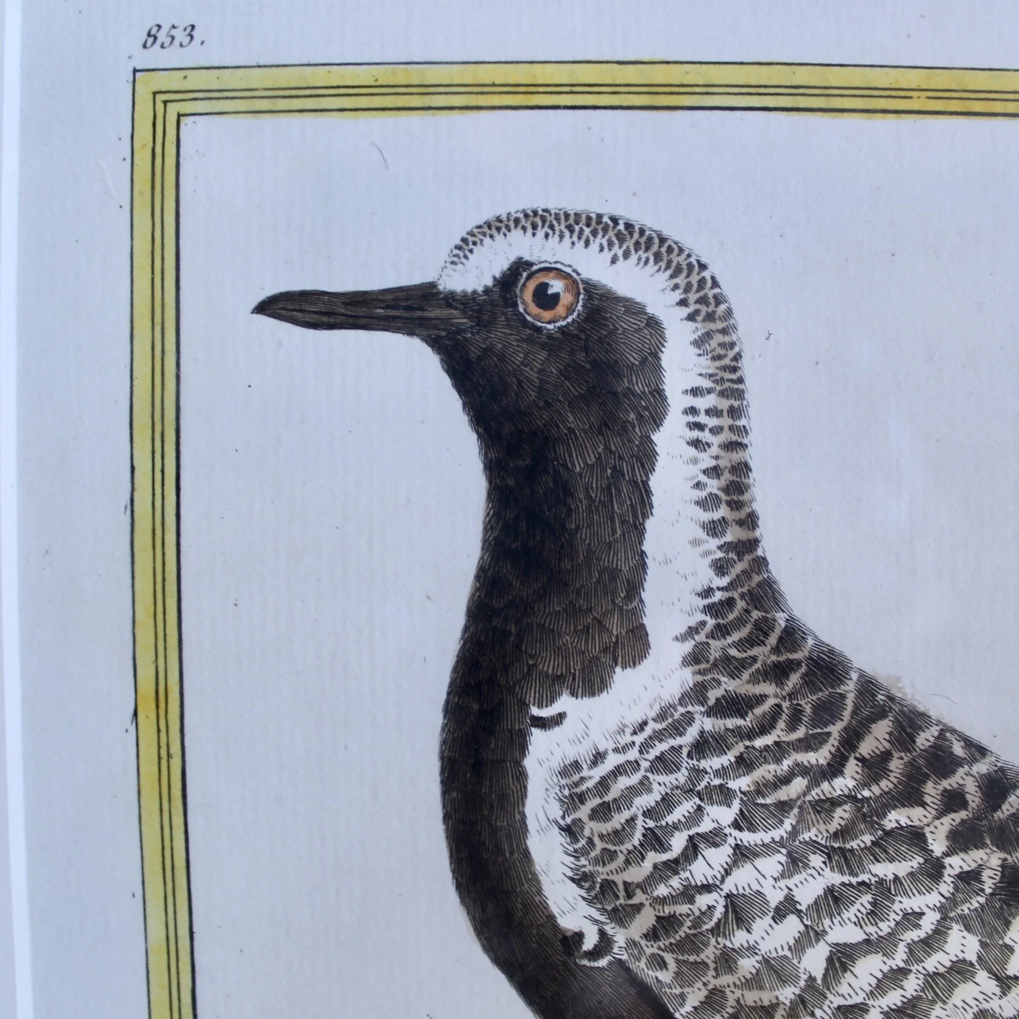 Pair of François Nicolas Martinet Bird Copperplate Engravings, 18th c.