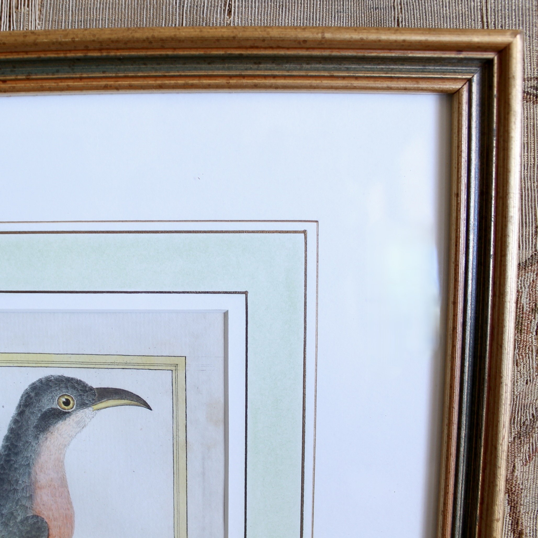 Pair of François Nicolas Martinet Bird Copperplate Engravings, 18th c.